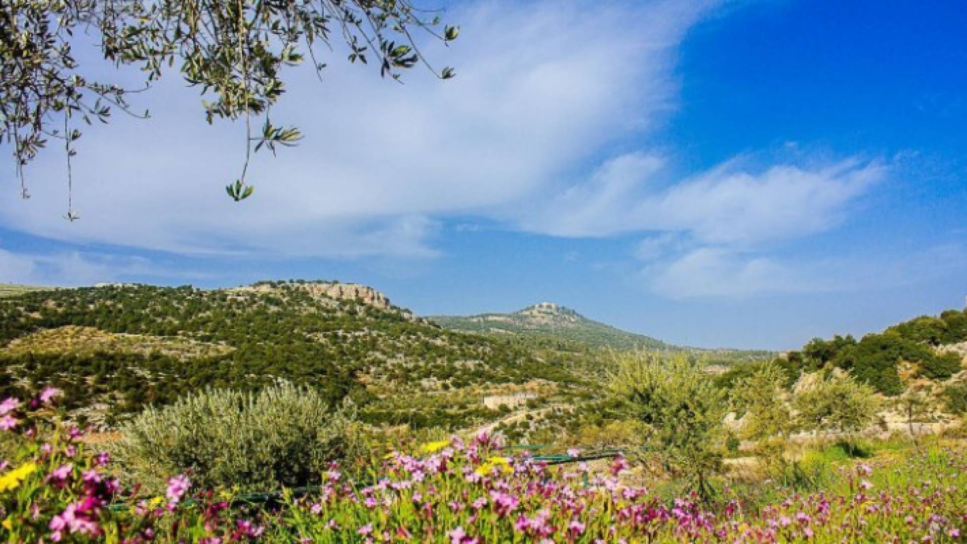 أجواء ربيعية في معظم مناطق الأردن ودافئة في الأغوار والبحر الميت