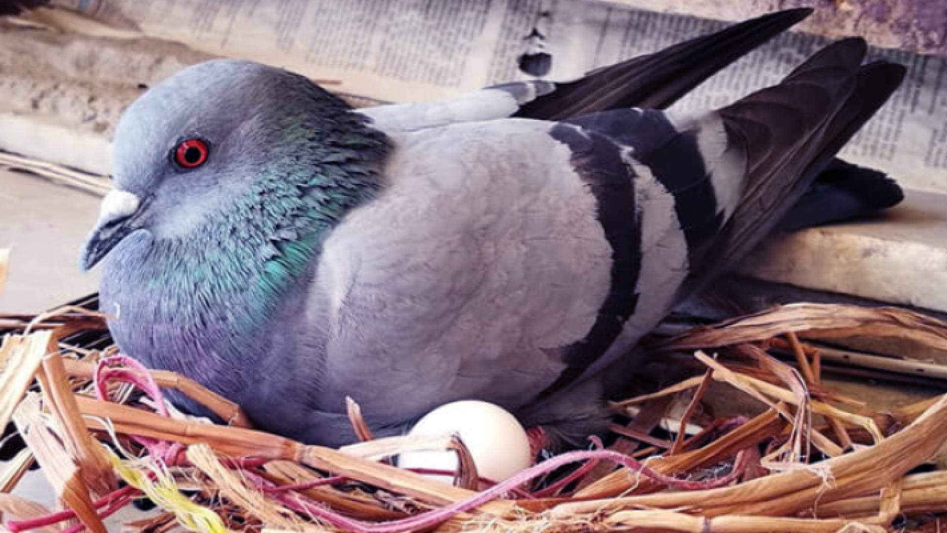 حمام - تعبيرية