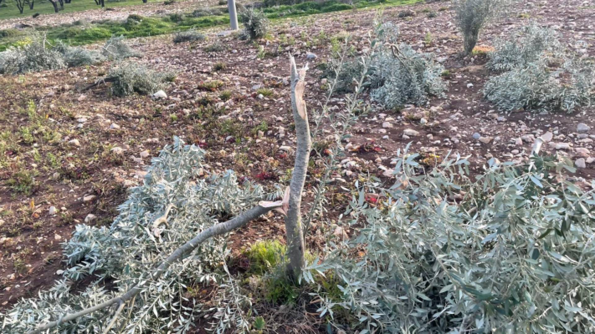 جانب من الاعتداءات التي طالت الأشجار