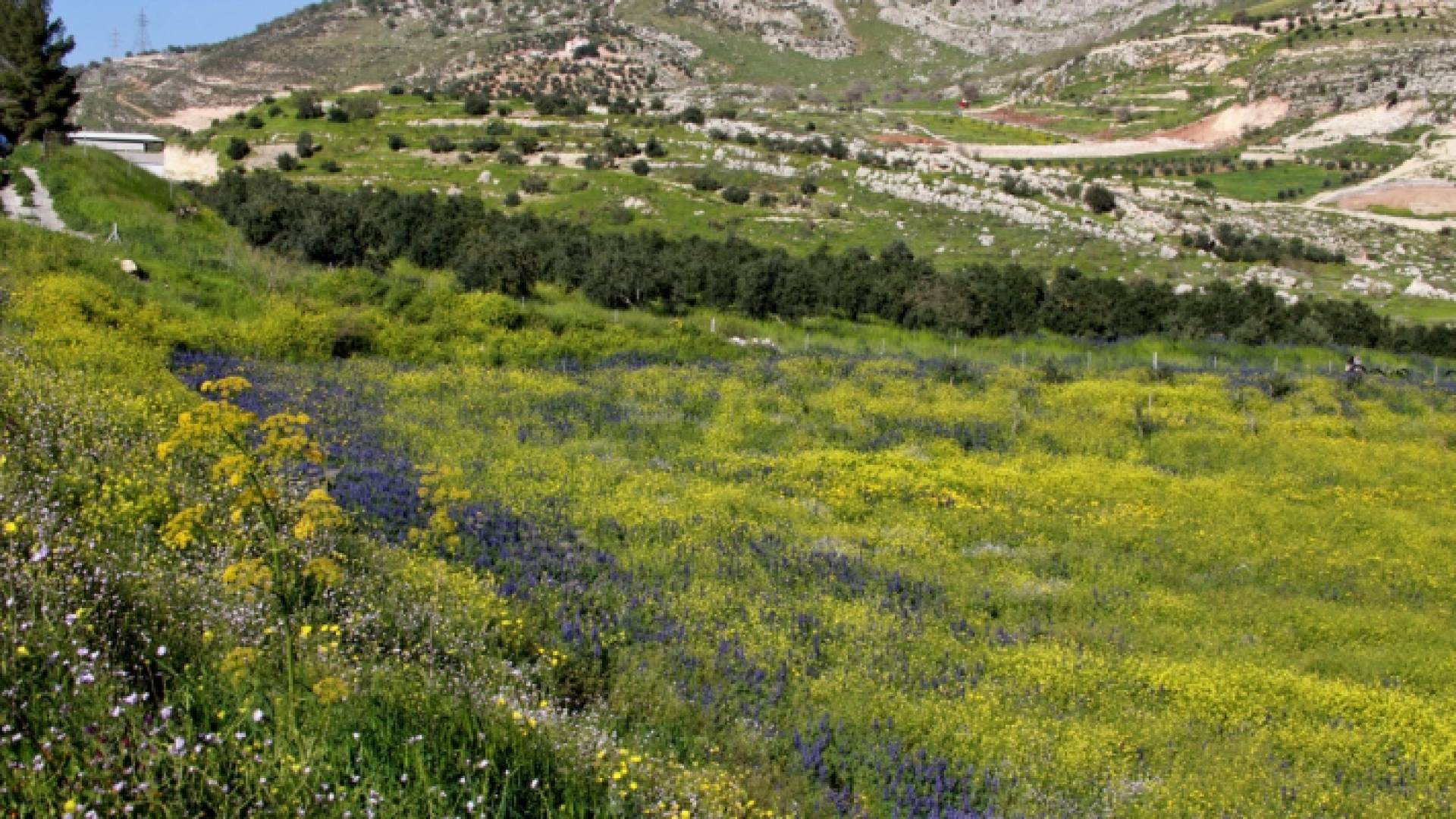 الربيع في الأردن