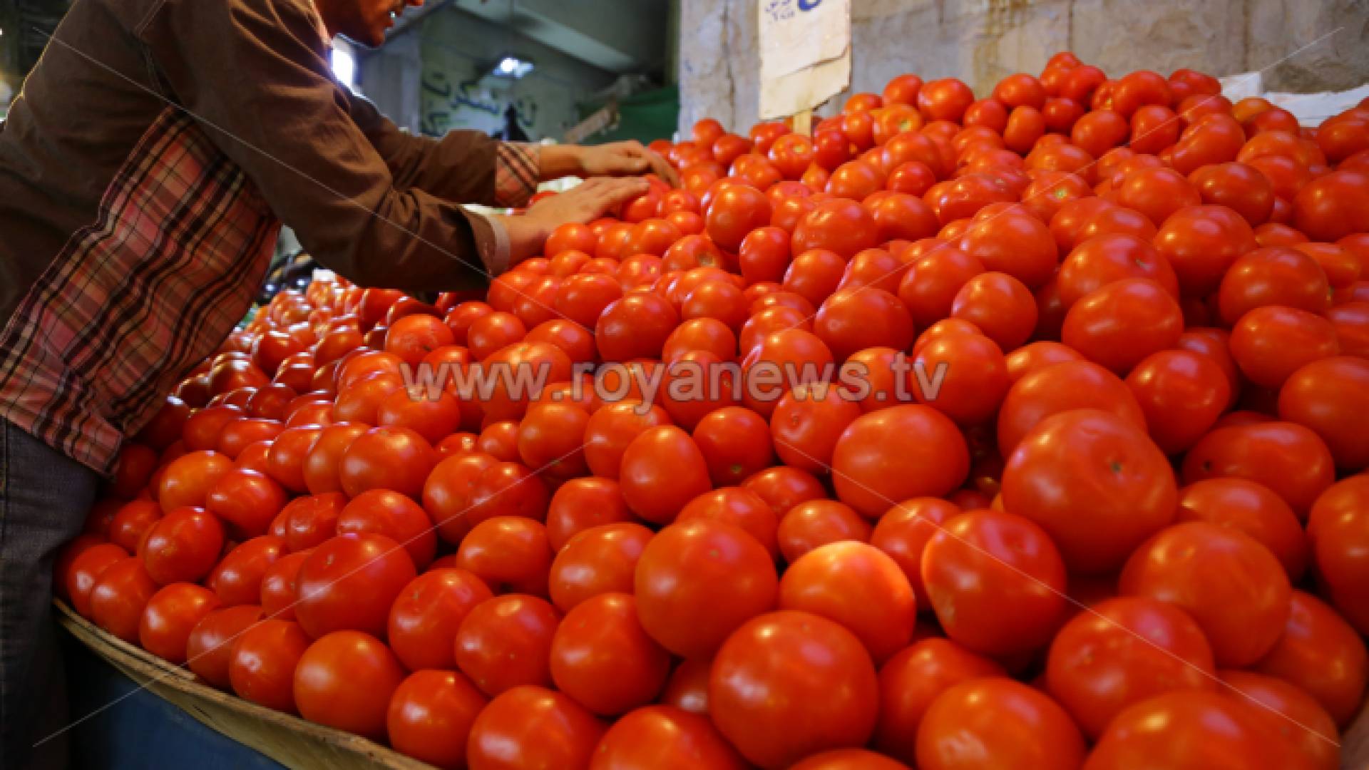 بندورة - ارشيفية