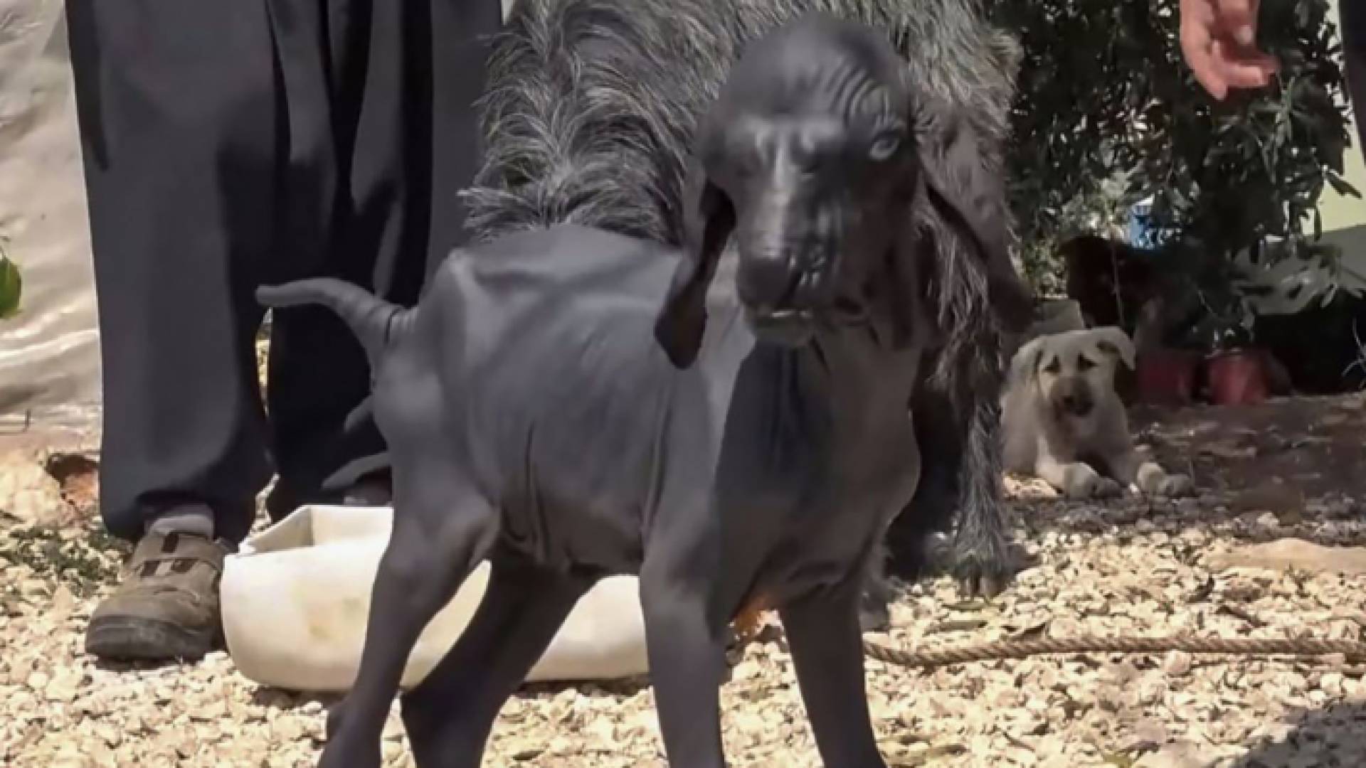 ماعز بلا شعر في تركيا