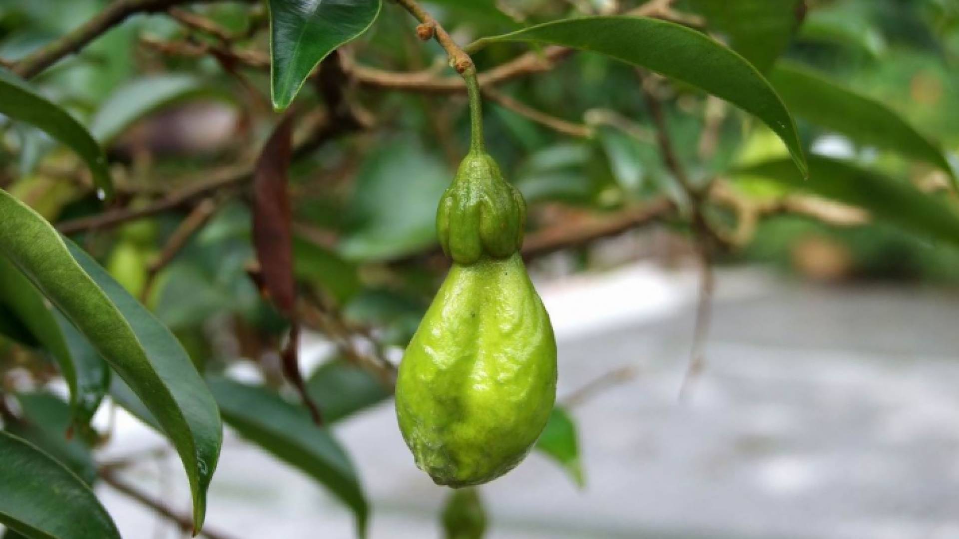 أكويلاريا سينينسيس