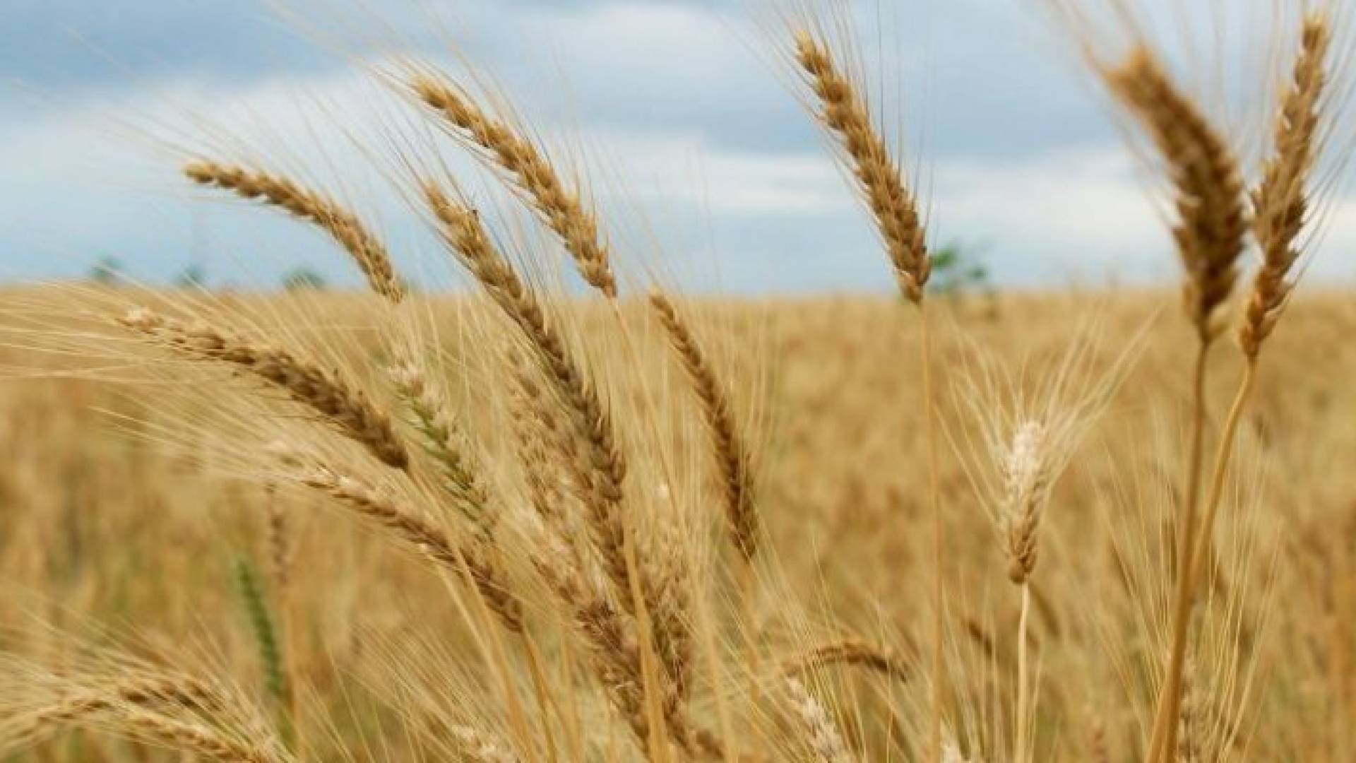 الحكومة: خطة للتوسع في زراعة القمح والشعير في الأردن