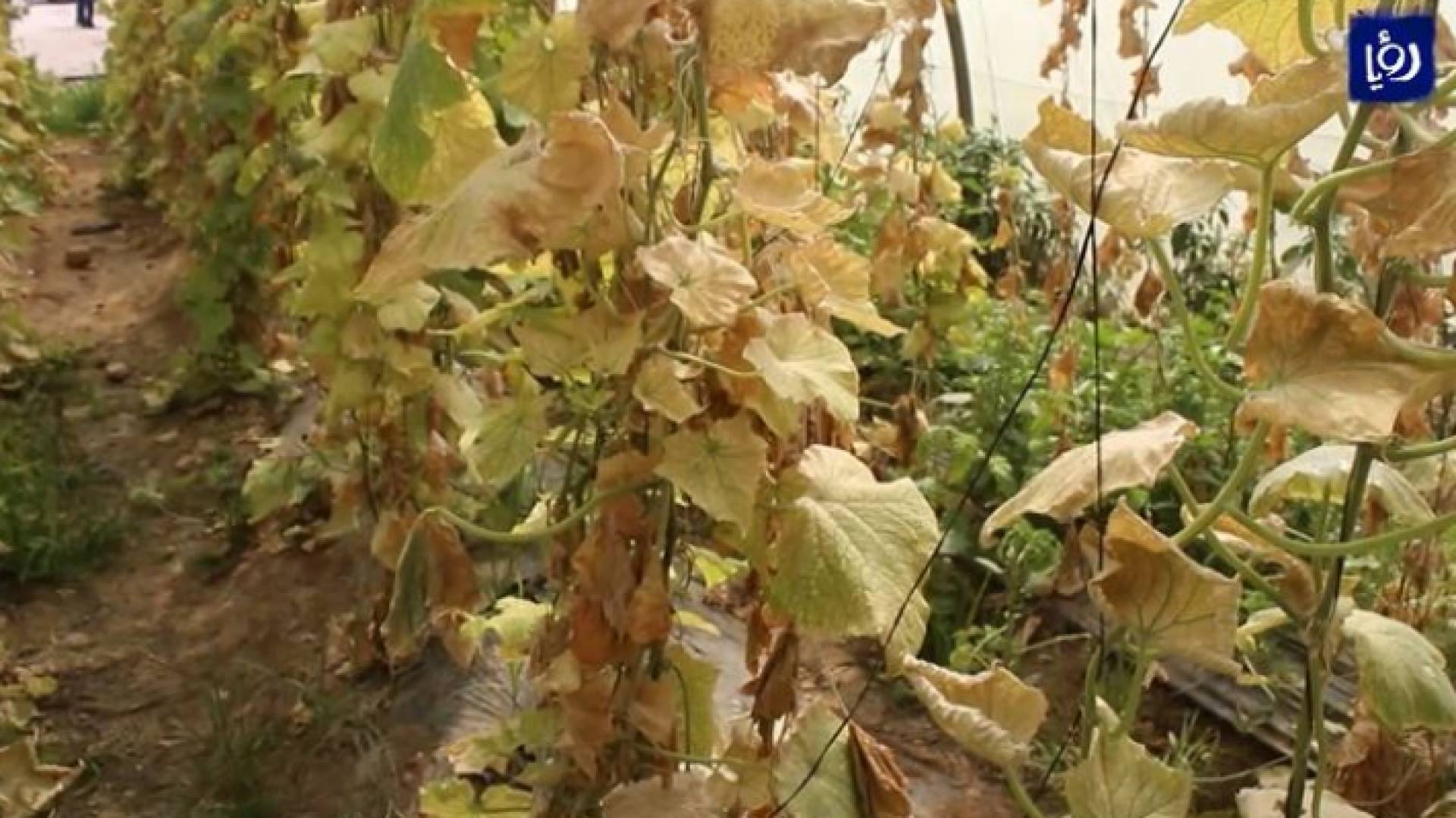 محاصيل جافة بسبب نقص المياه