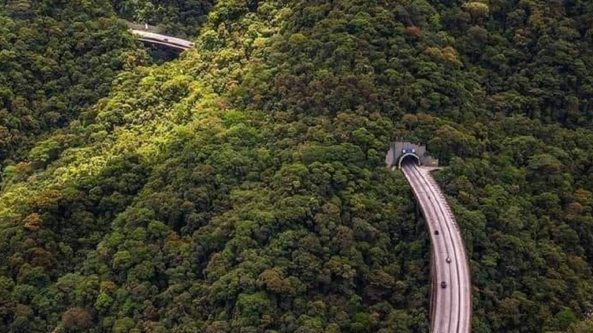 الطريق وسط الغابة