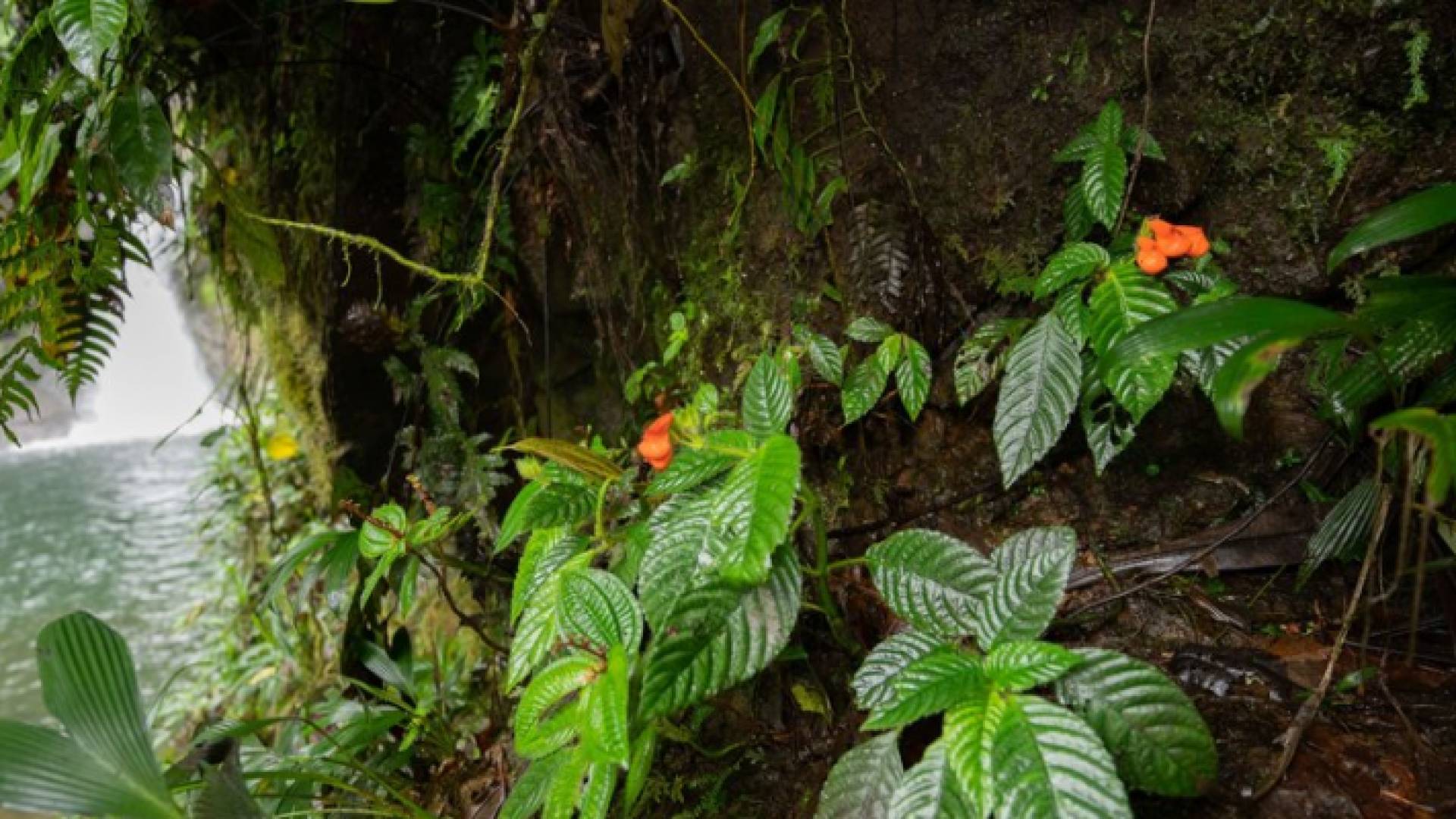 الزهرة البرية الاستوائية تتميز ببتلاتها البرتقالية