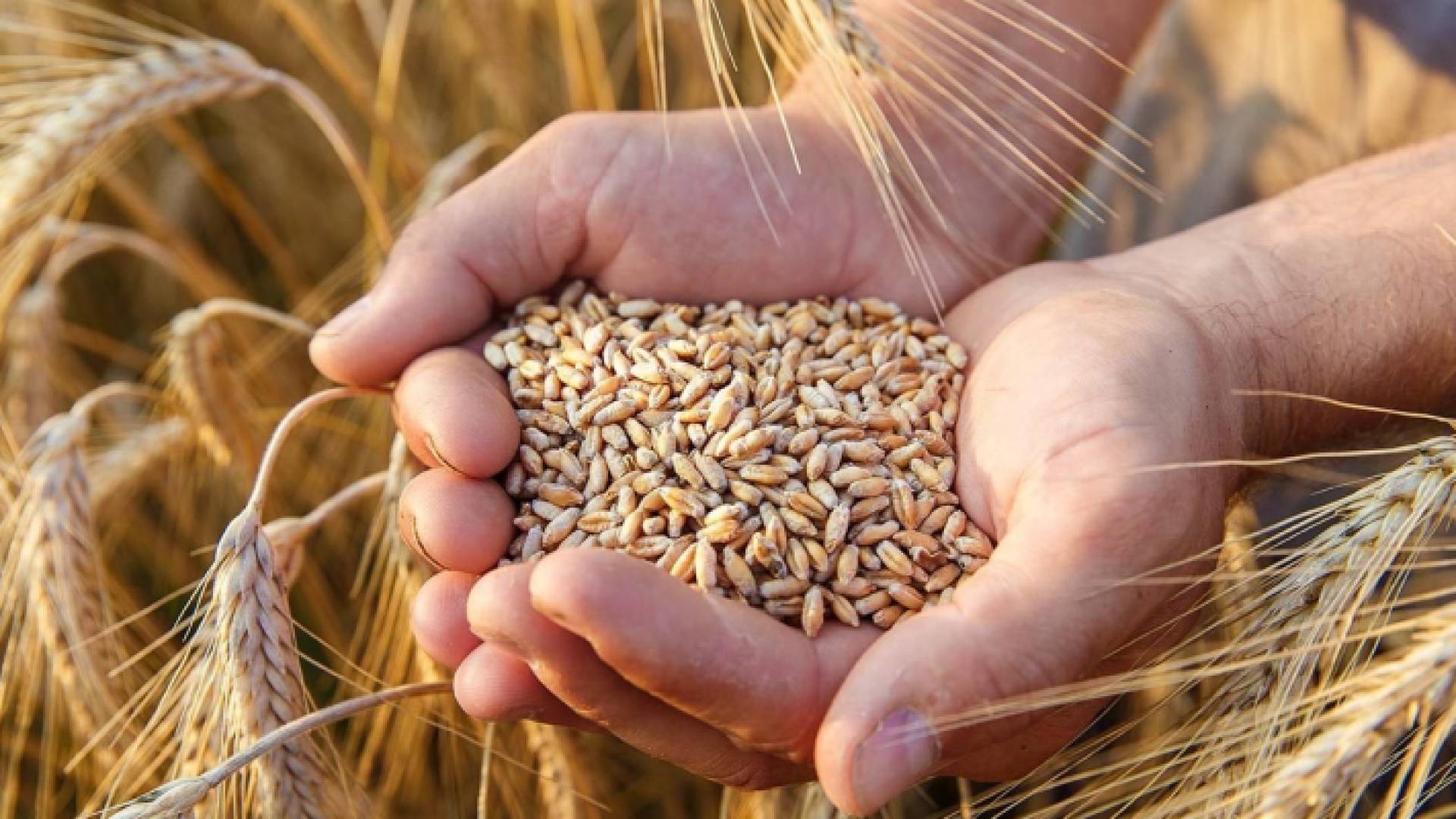 شعير - تعبيرية