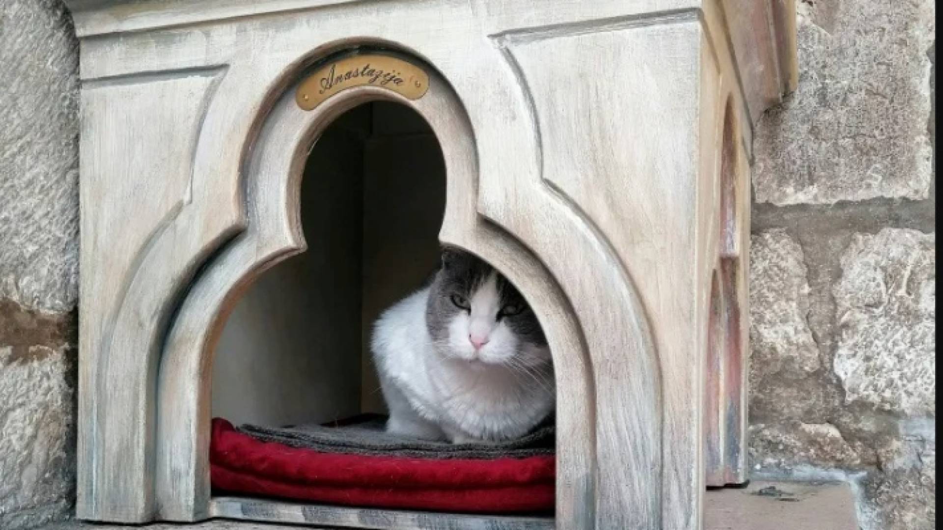 قطة مشردة عمرها 17 عاما