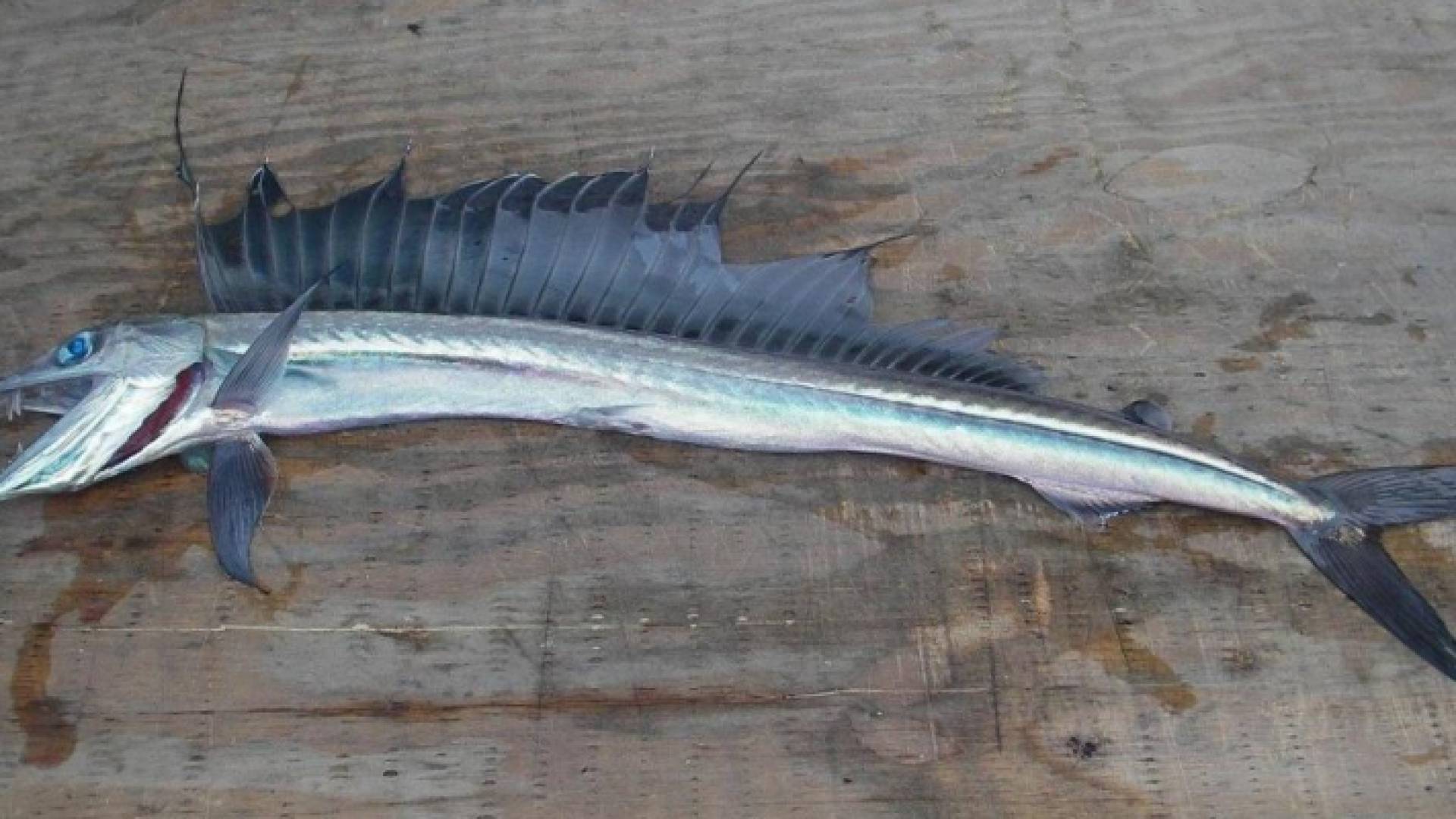 سمكة "دراكولا"