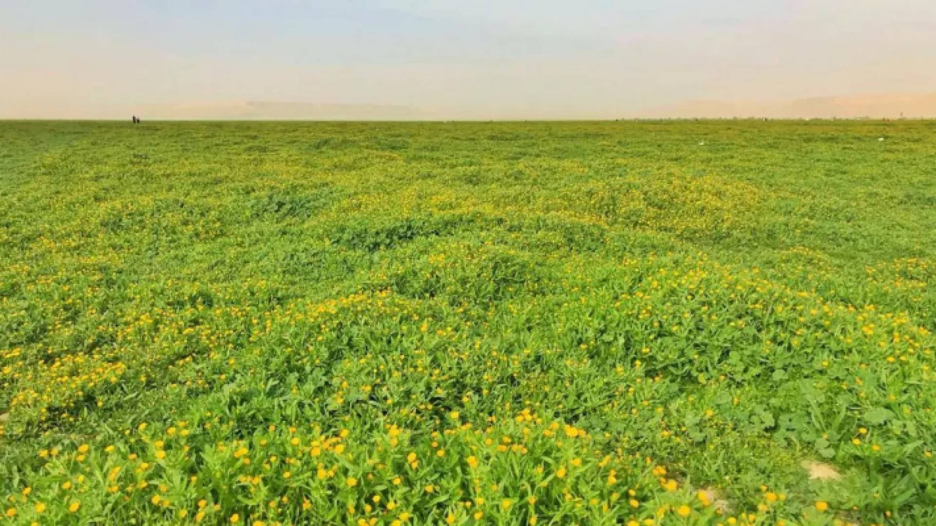 حقول باللون الأخضر - تعبيرية