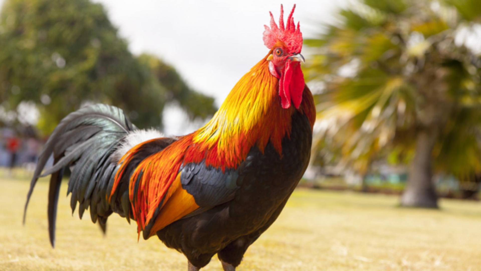 لبنان.. مصادرة "ديك" بسبب إزعاج الجيران