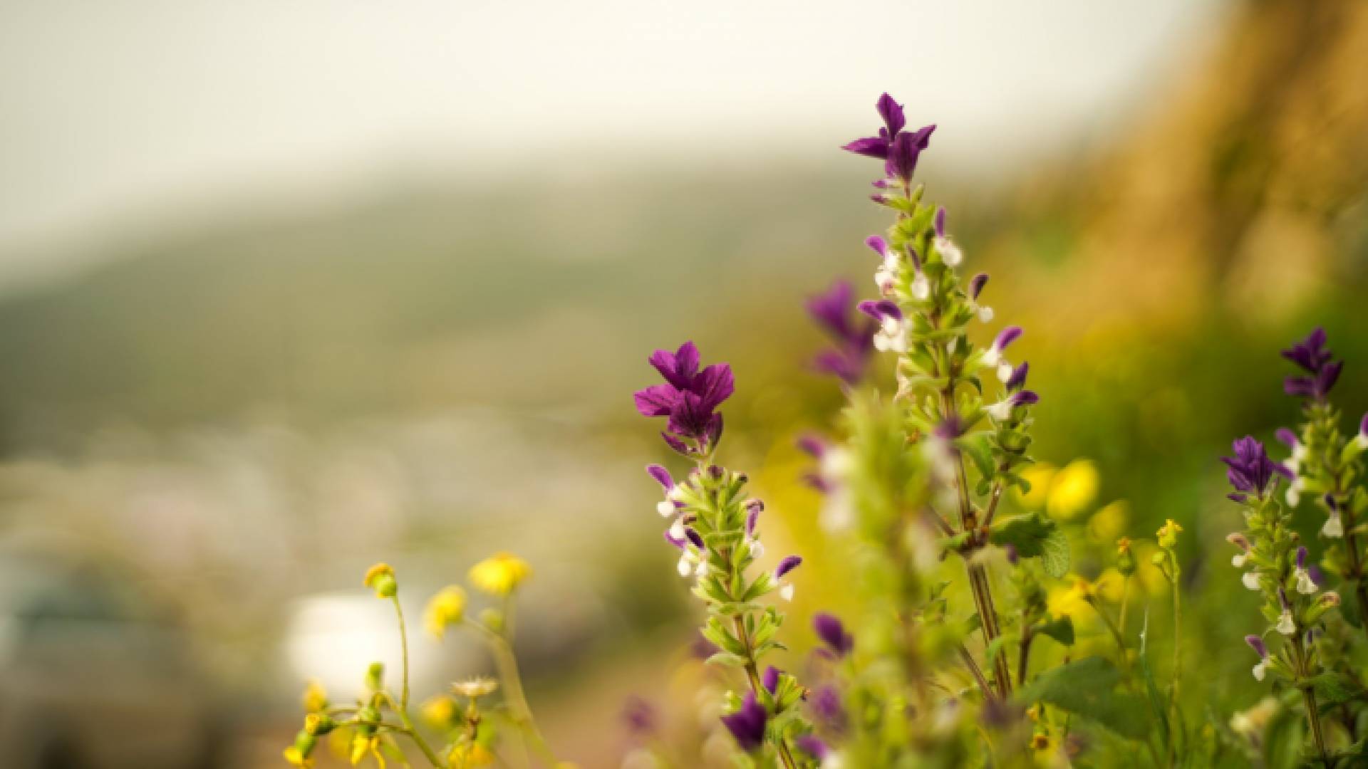 طقس ربيعي معتدل في معظم المناطق وبارد ليلا