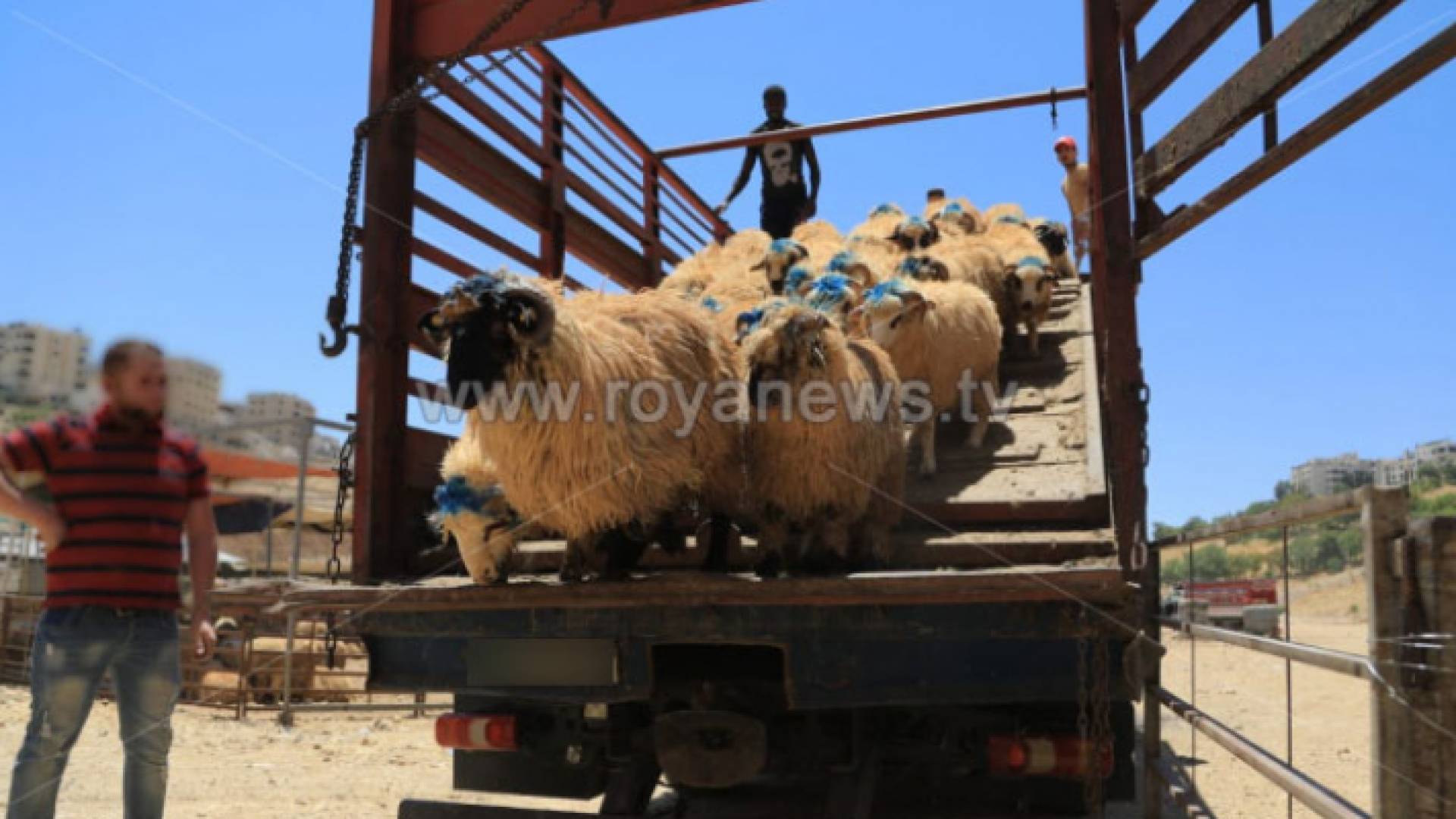 أغنام - ارشيفية