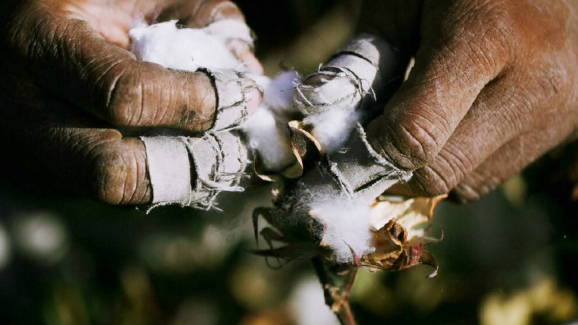 عامل قطن في أثناء الحصاد في هامي شمال غرب الصين - أرشيفية