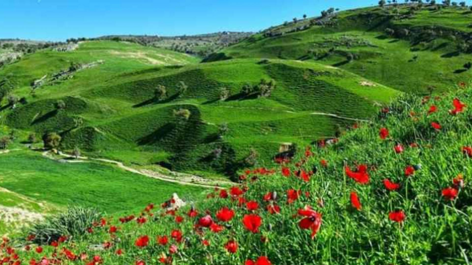 الربيع في الأردن