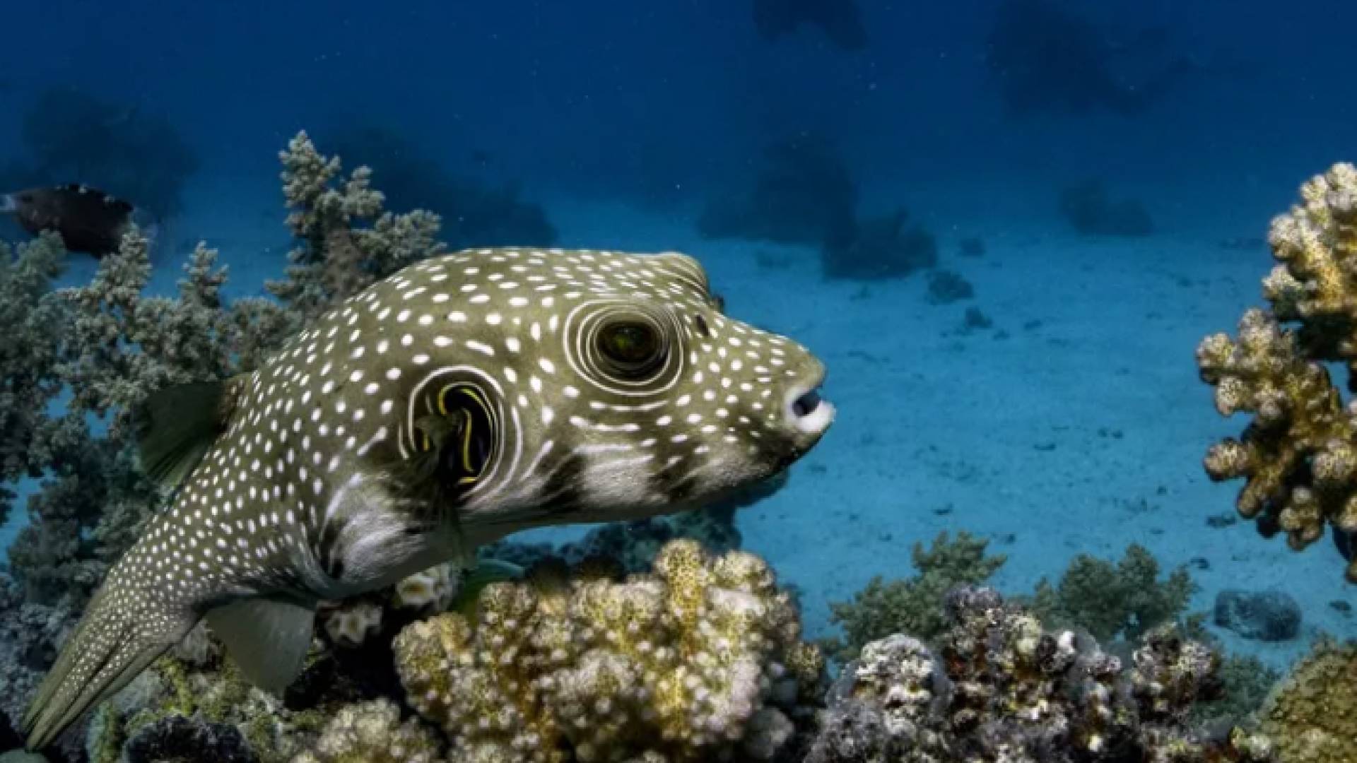 سمكة النفيخة