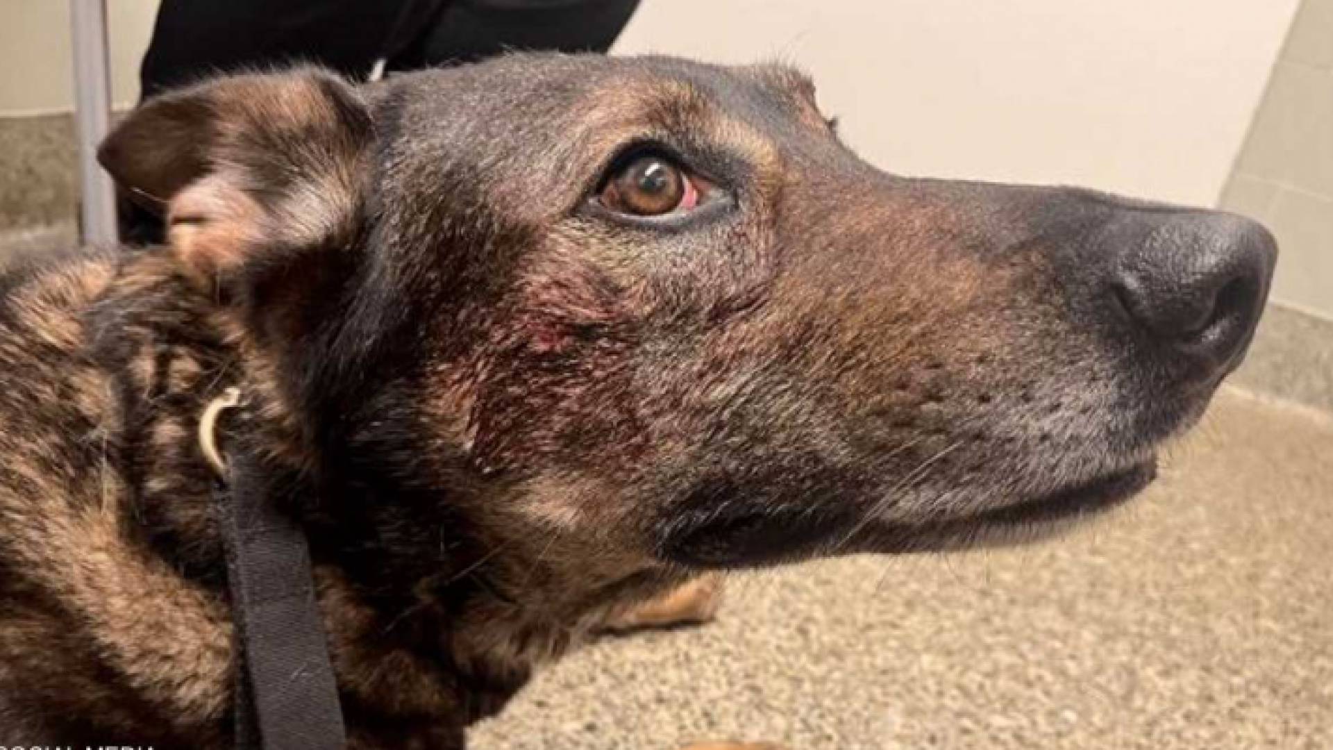 الكلب البوليسي المصاب