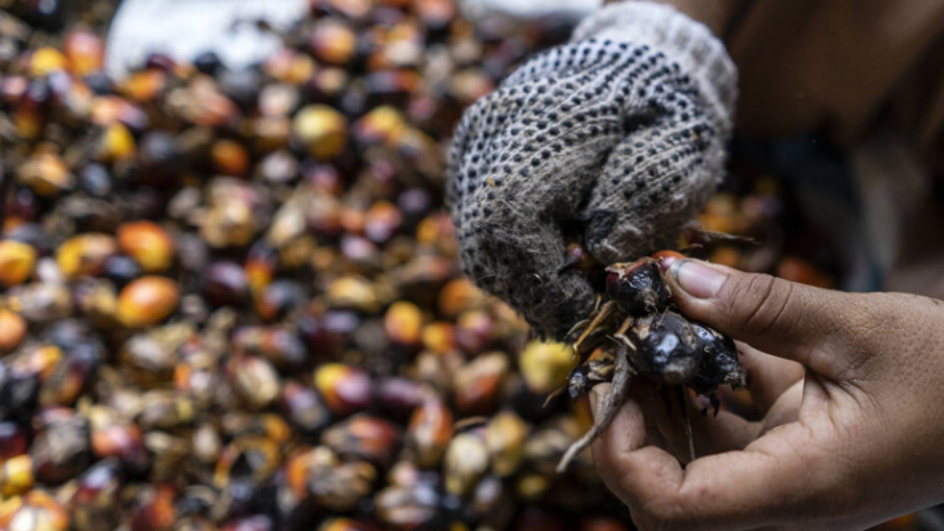 مزارع إندونيسي