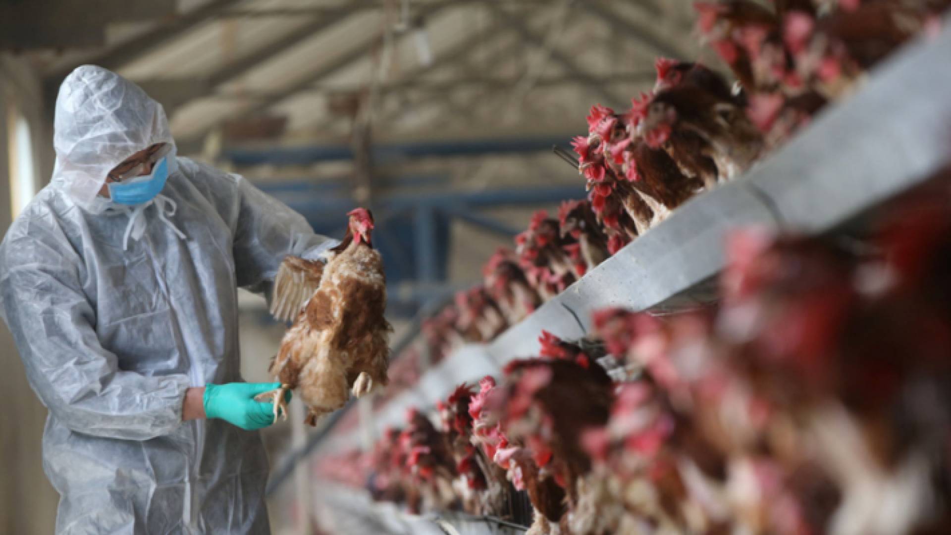 إنفلونزا الطيور - تعبيرية