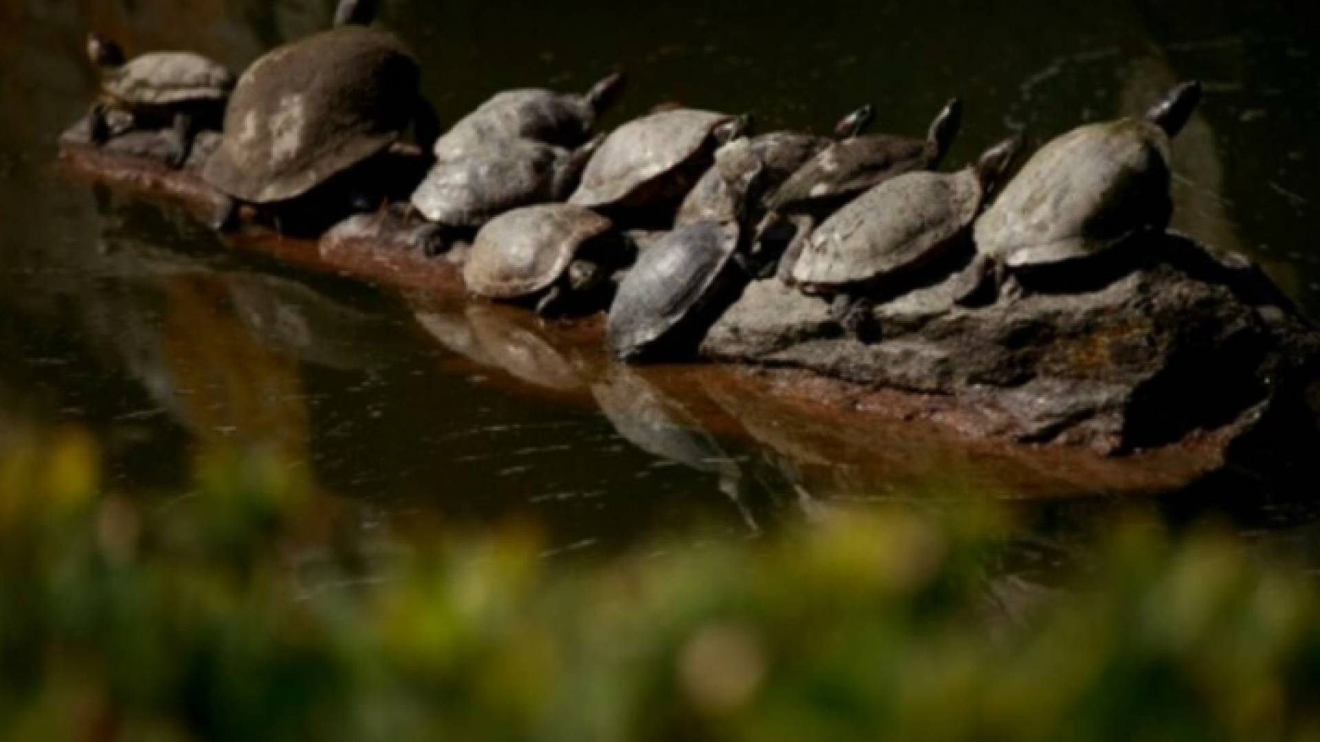 سلاحف بحديقة في نيويورك - أرشيفية