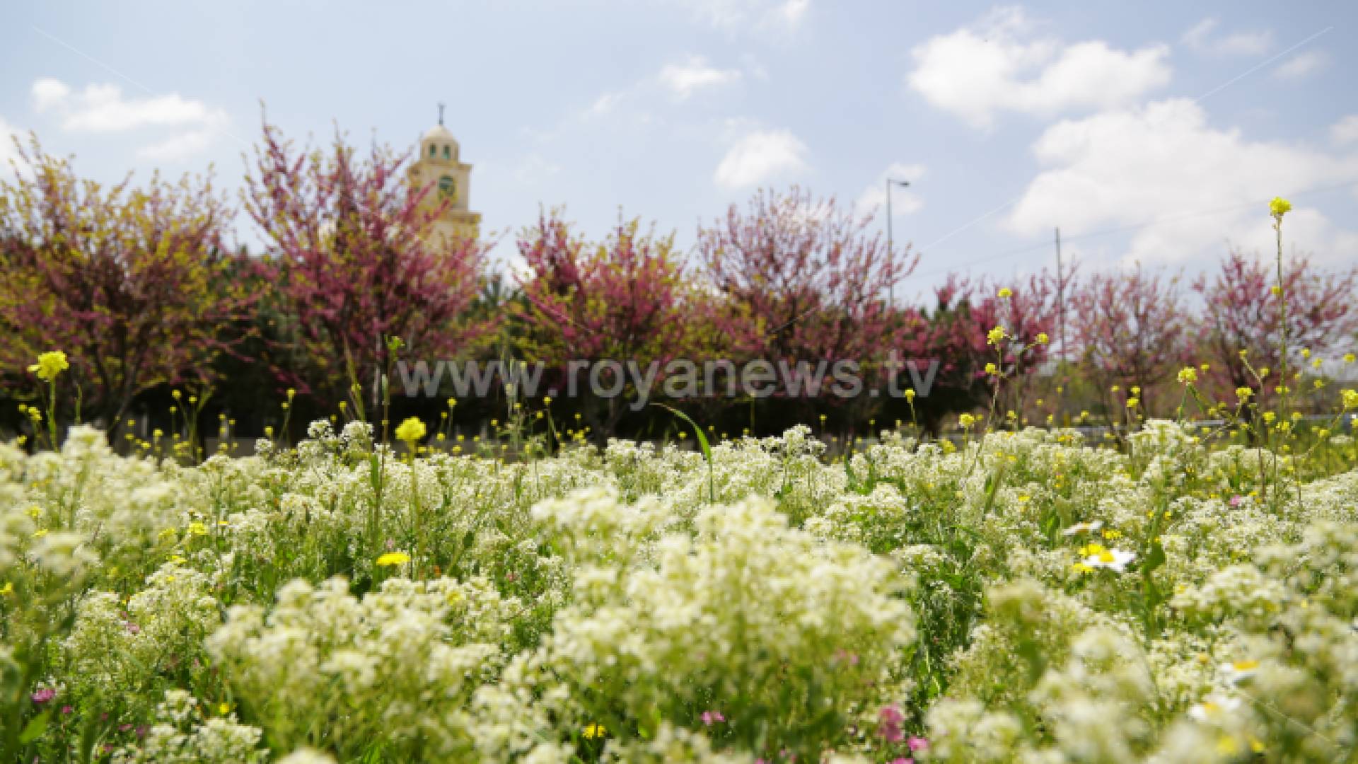 زهور في ساحة أمانة عمان الكبرى