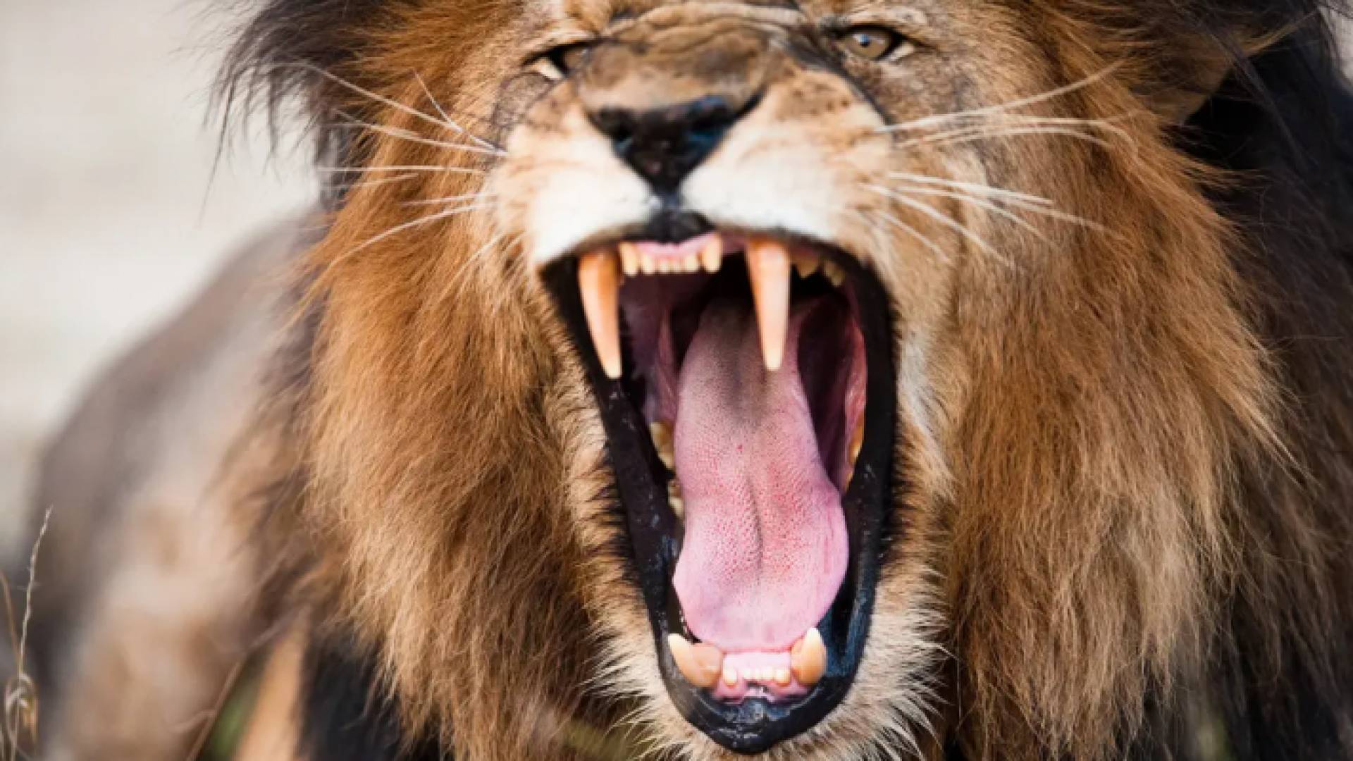 أسد - تعبيرية