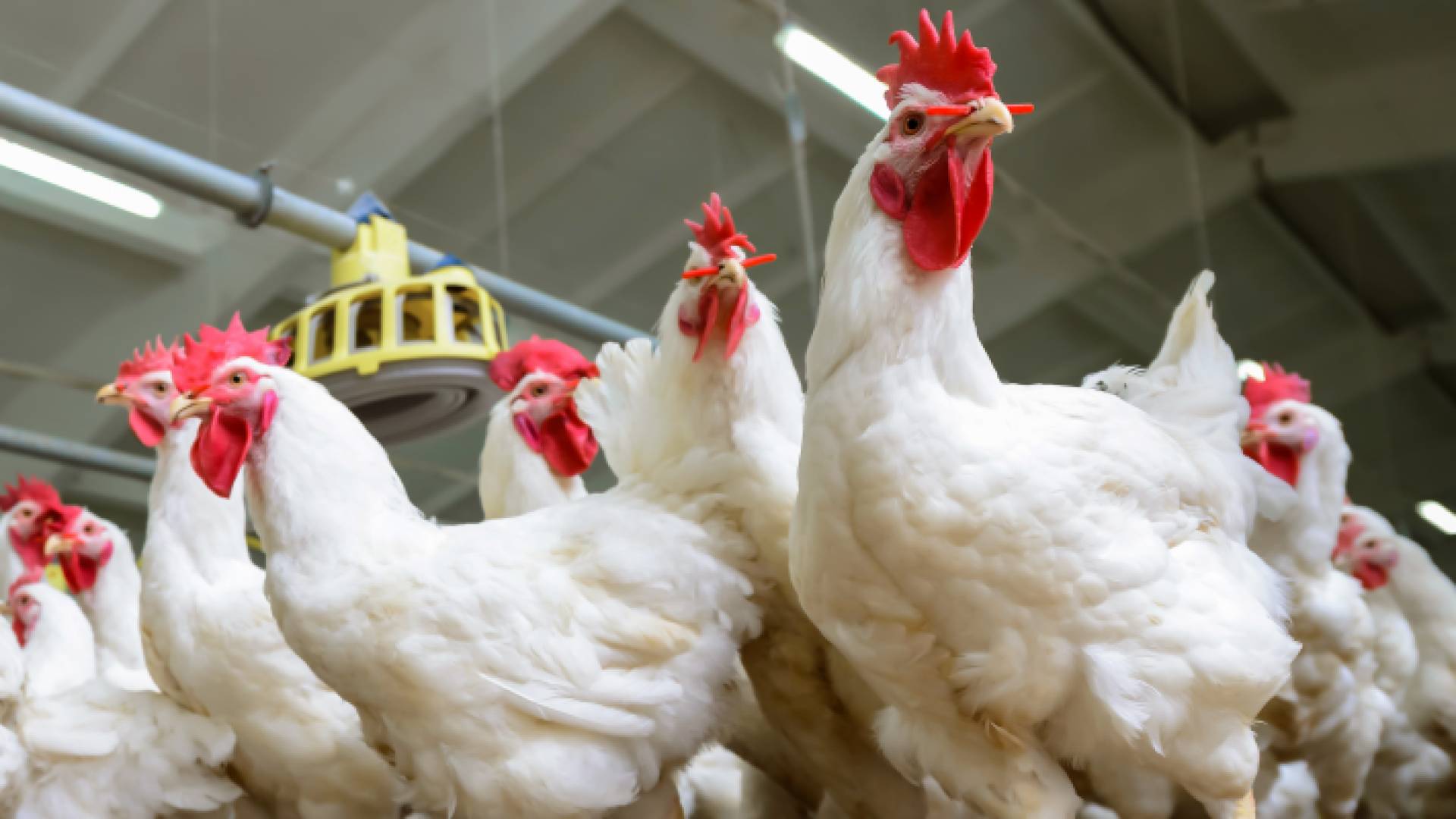 دجاج - تعبيرية