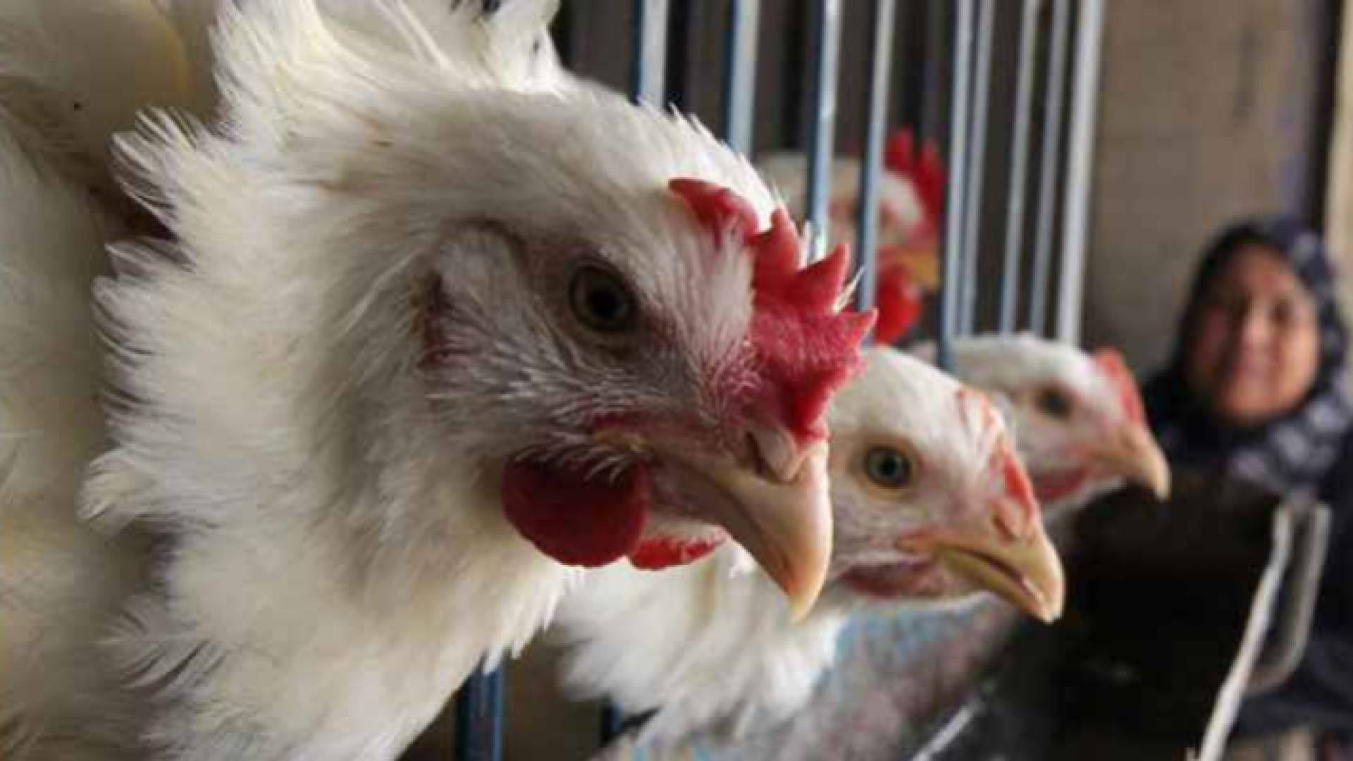 نقابة المواد الغذائية تطالب بتحقيق بشأن نقص الدواجن