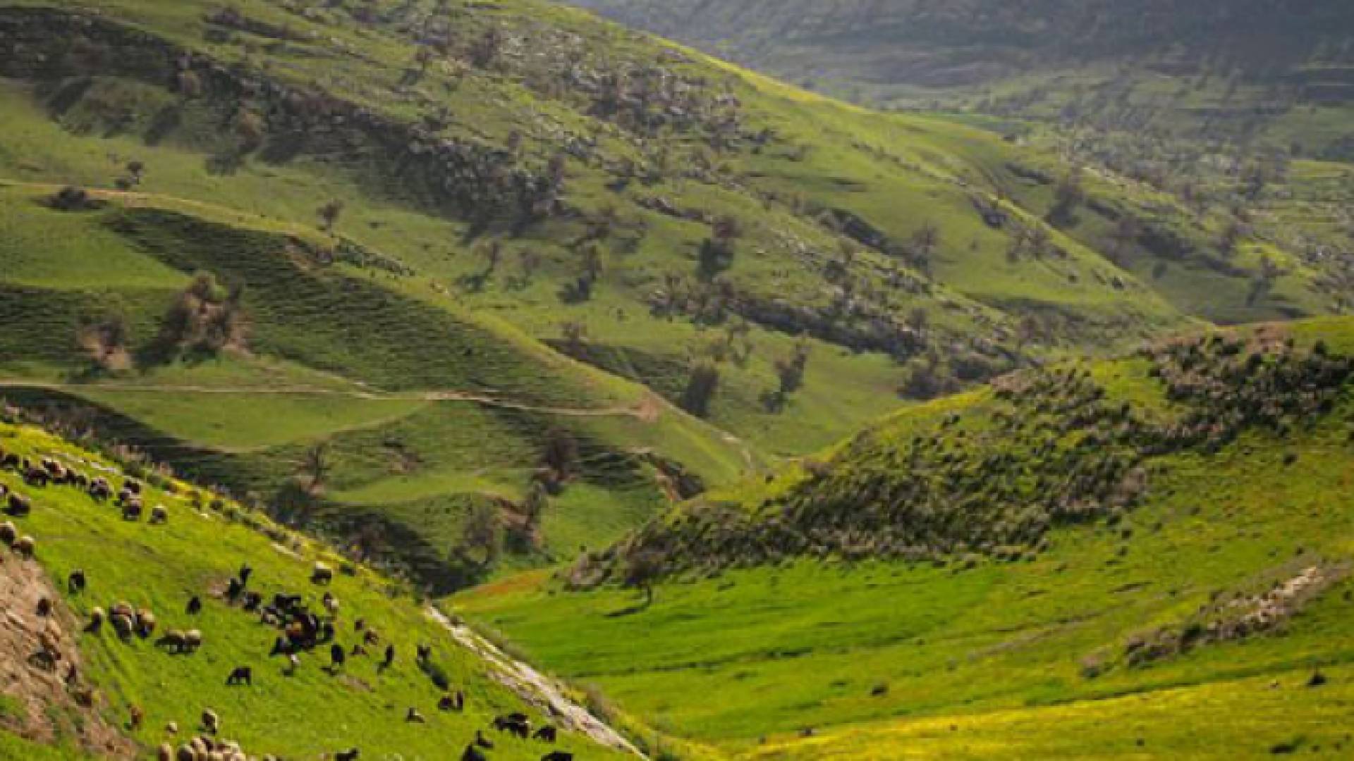 أجواء ربيعية لطيفة في اغلب المناطق الأحد ومعتدلة الاثنين