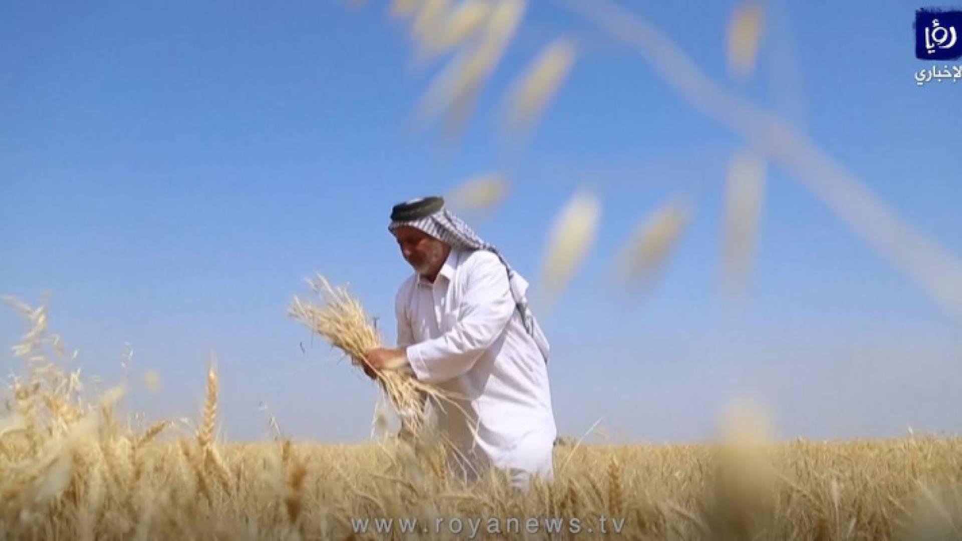 المرازع العراقي كامل حامد يحصد القمح