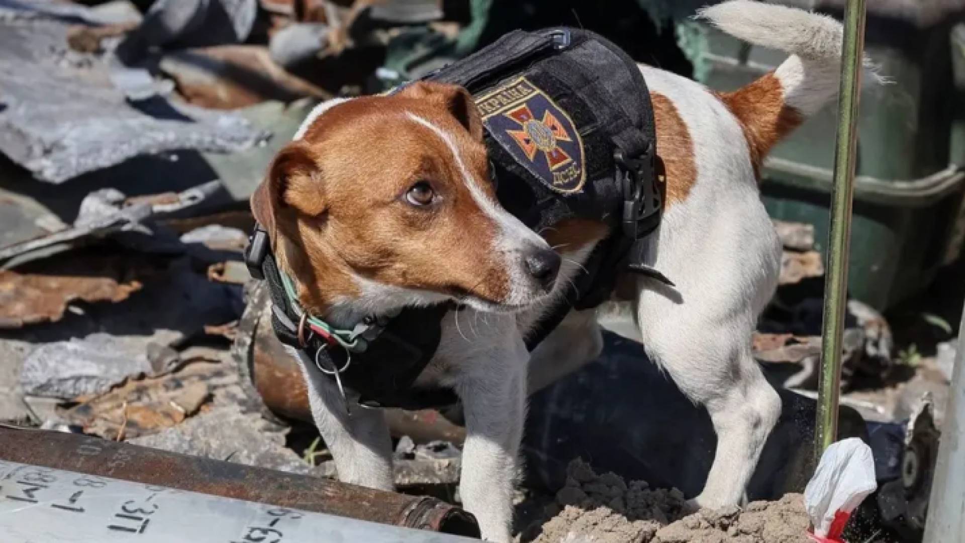 الكلب الشهير "باترون"