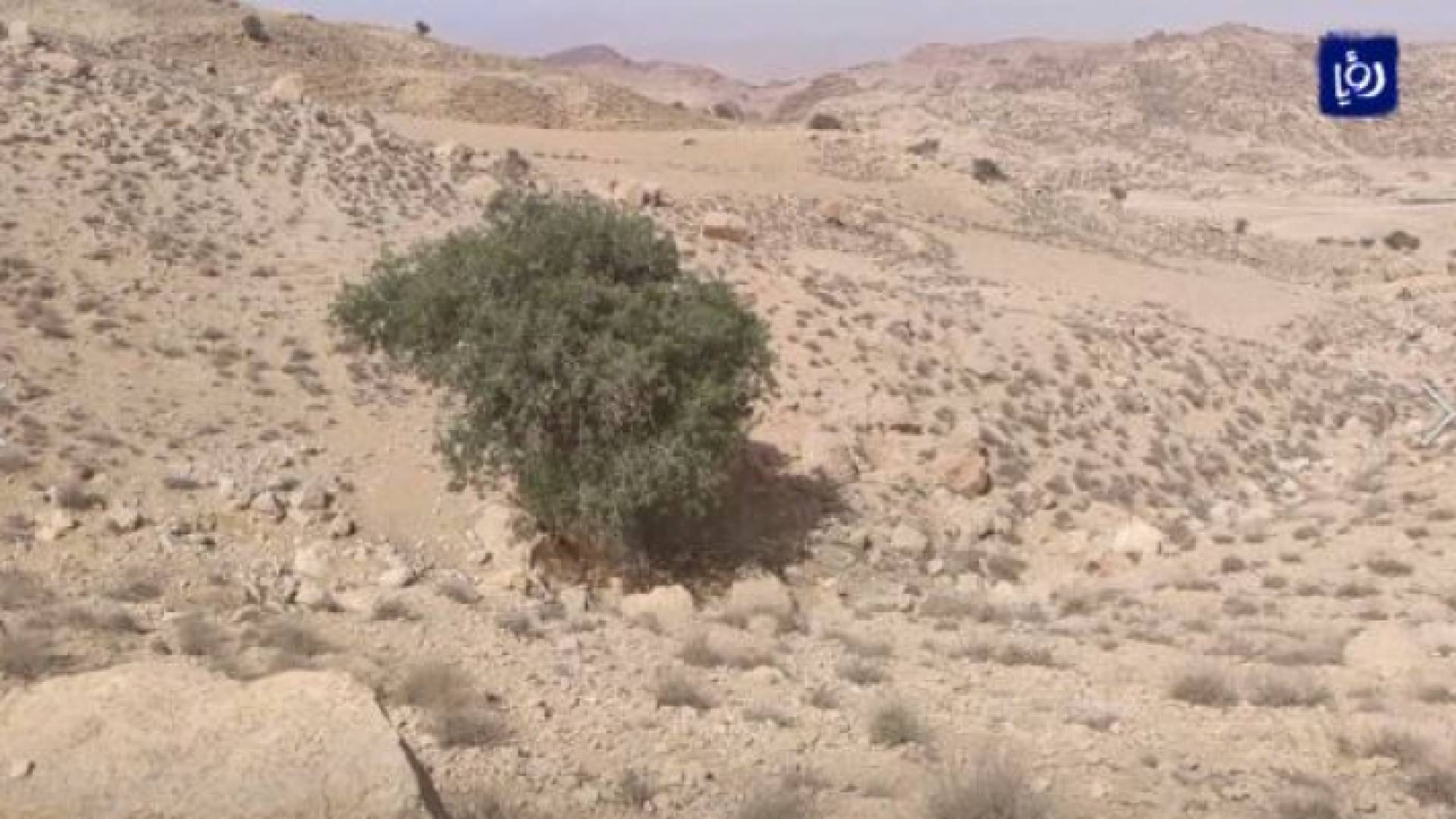 شجرة بطم عمرها 500 عام تنمو قرب البترا