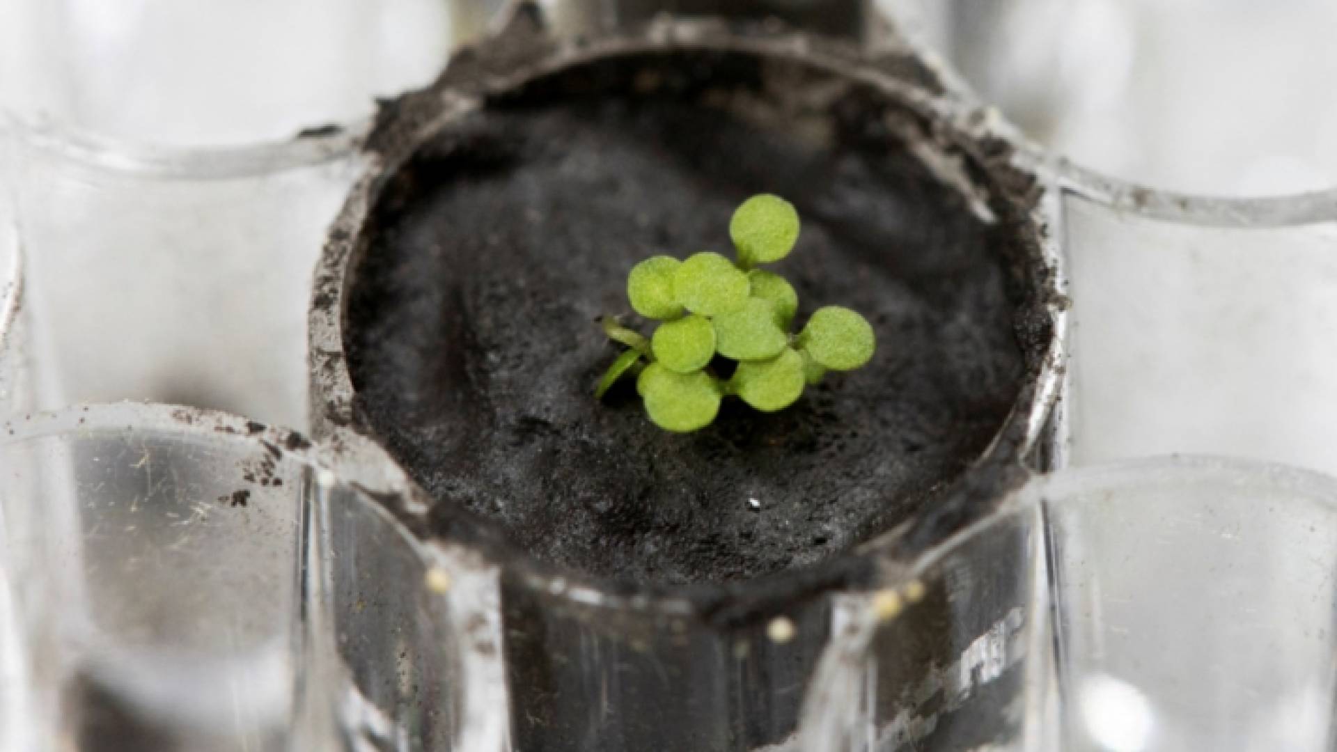 زراعة نبتة في القمر