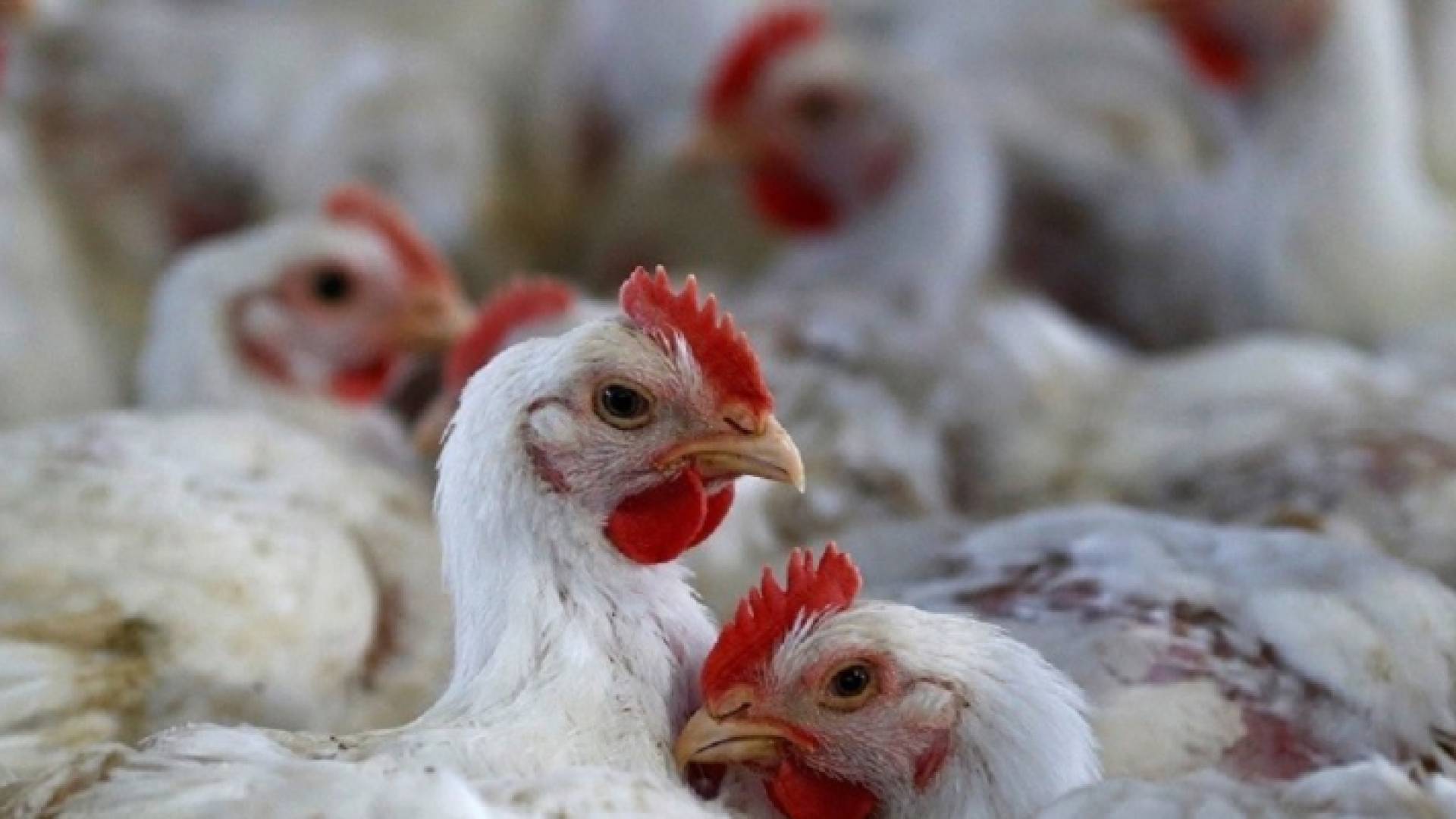 نقيب تجار المواد الغذائية: نرفض الاتهامات بالاحتكار في "قضية الدجاج"