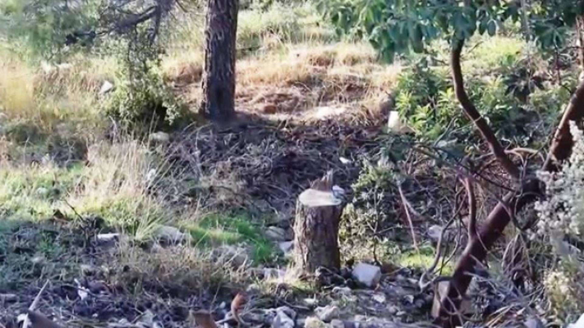 وزير الزراعة: انخفاض التعديات على الغابات بنسبة 20%