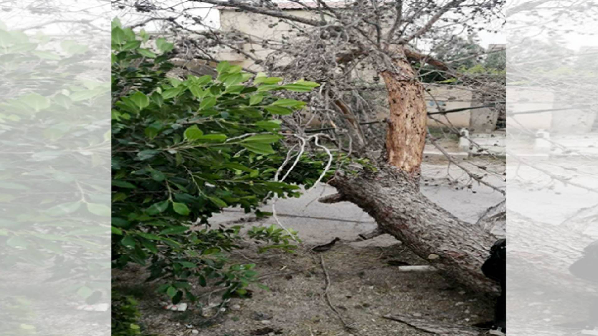 الرياح تتسبب بسقوط أشجار وفصل التيار الكهربائي