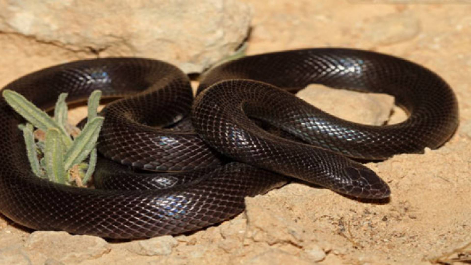 افعى - ارشيفية