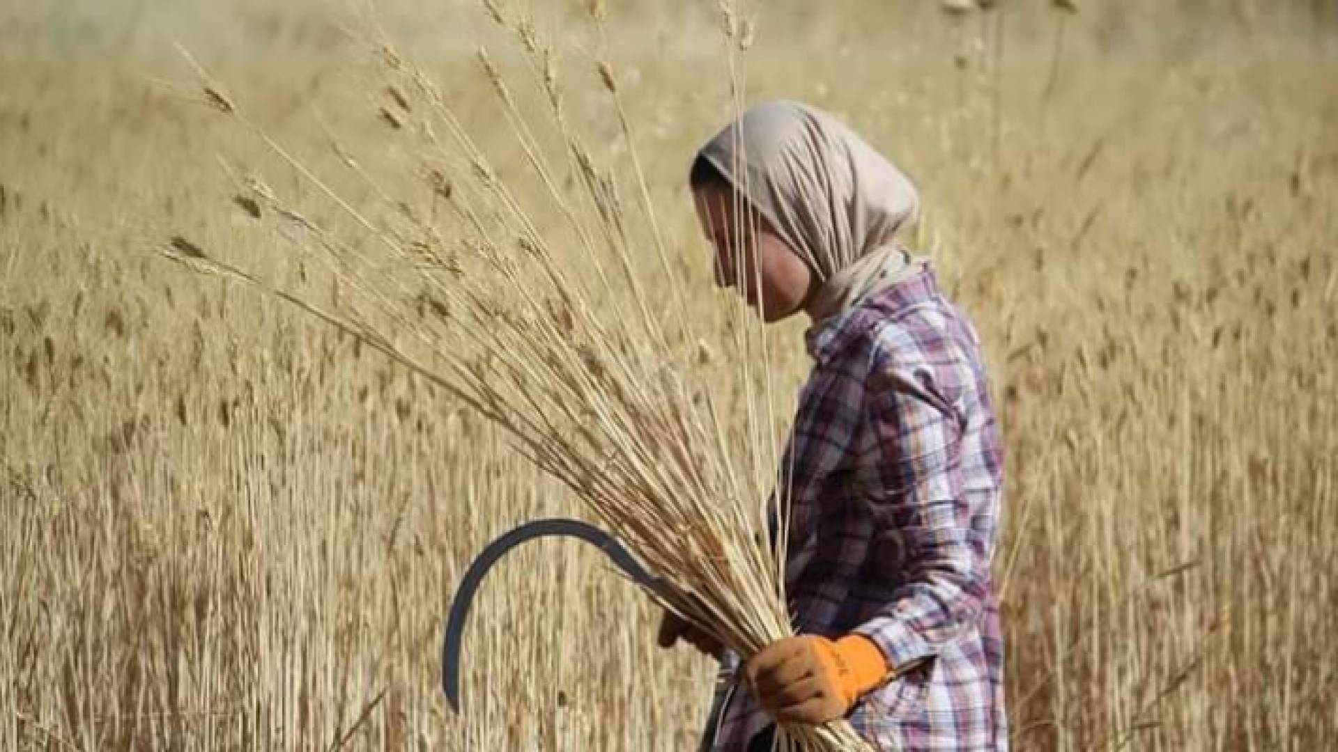 فتاة تحصد القمح في عمان