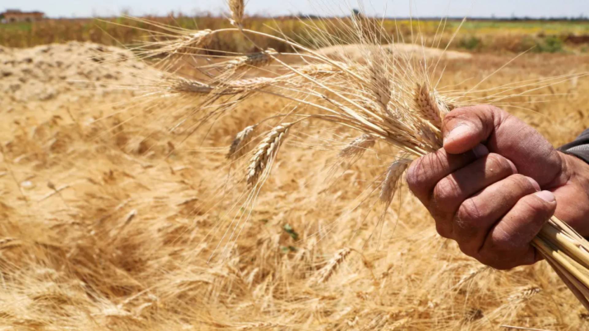 قمح - تعبيرية