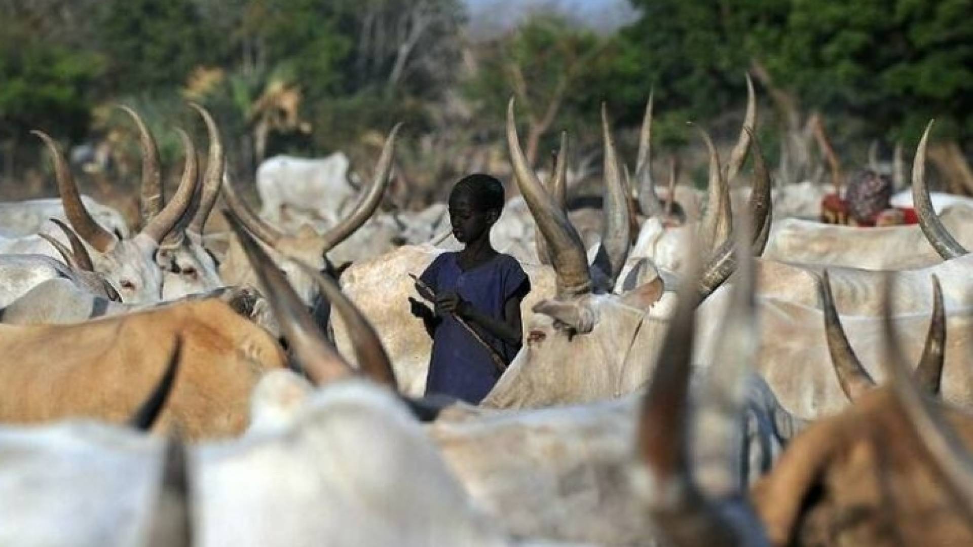 ماشية في جنوب السودان - أرشيفية