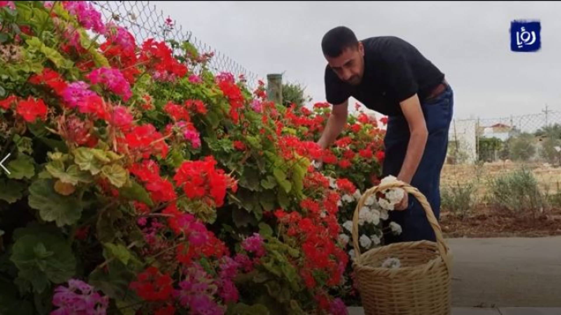 عبدالله الدرابسة يمتلك مزرعة منزلية تحوي أكثر من 400 نبتة