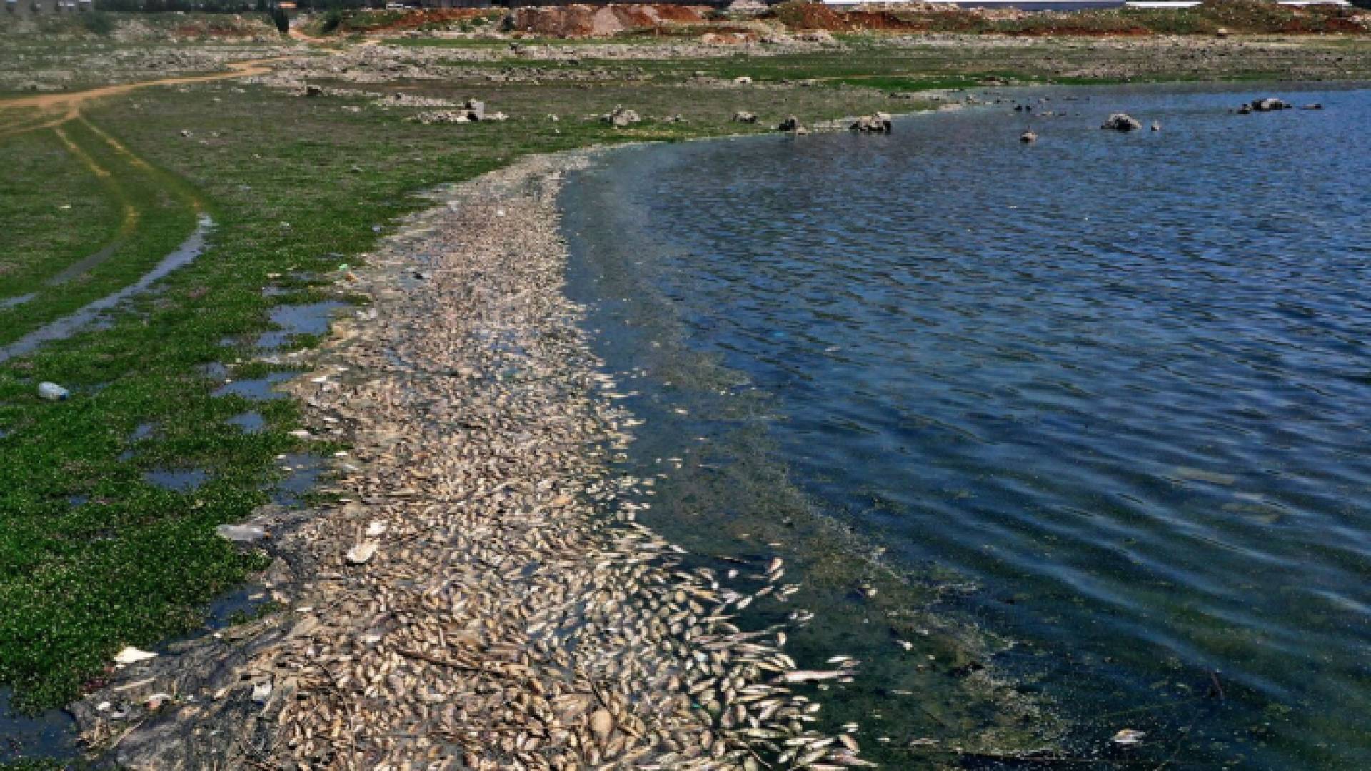 نفوق أسماك - أرشيفية