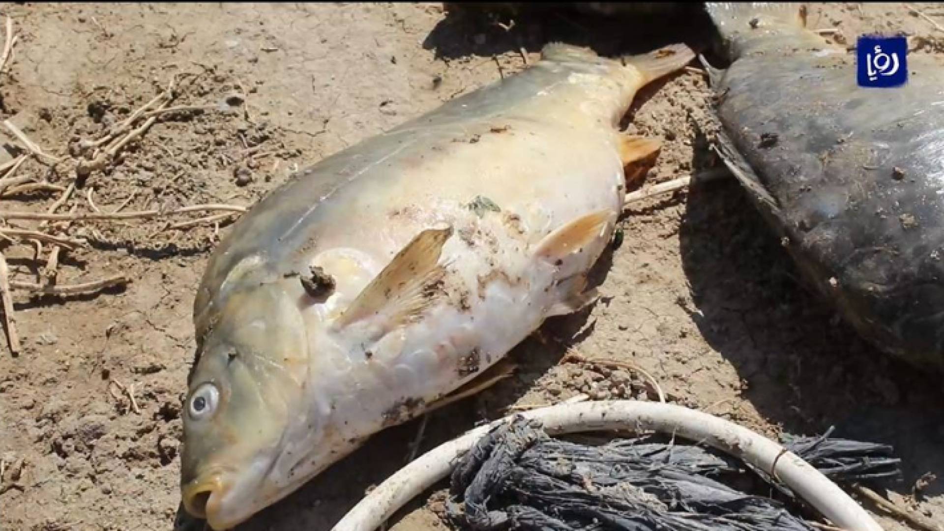 سمكة "كارب" نافقة في إحدة مزارع وادي الأردن