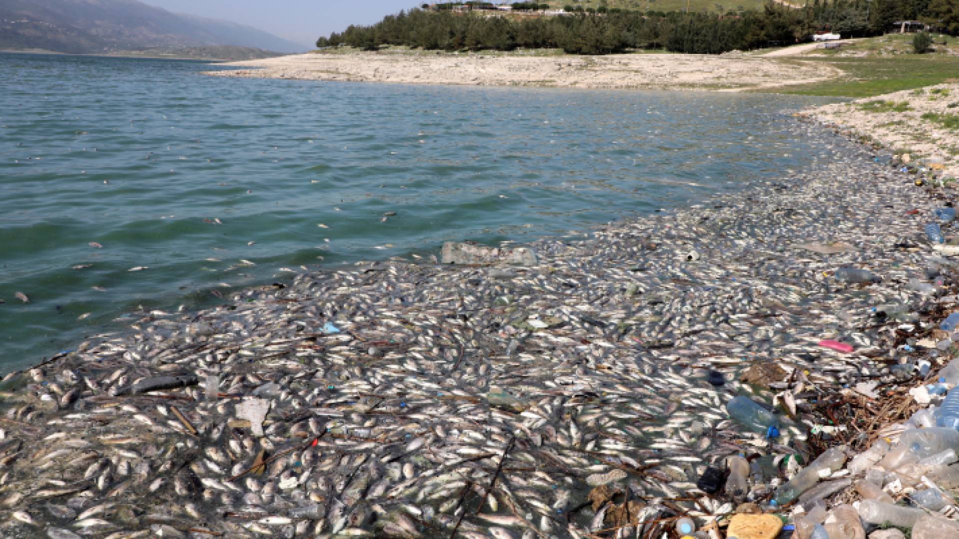 أسماك نافقة - ـرشيفية