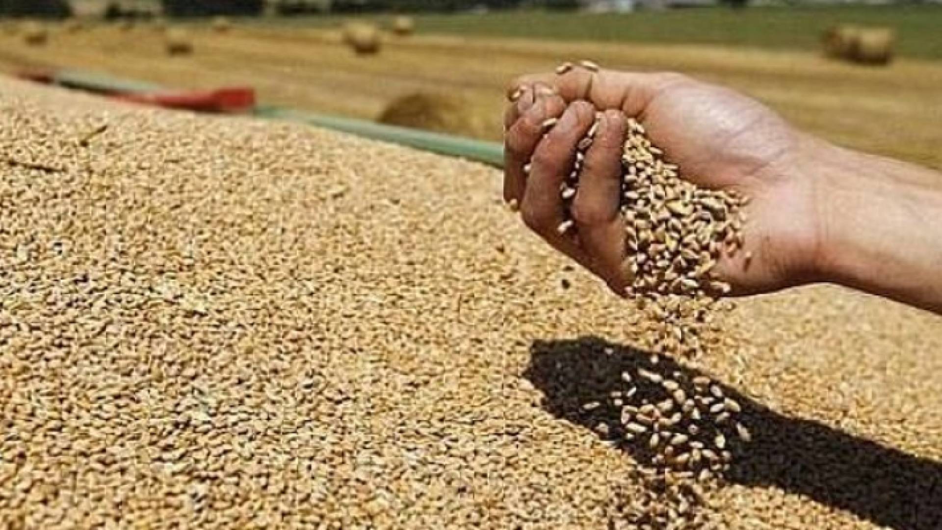 قمح - تعبيرية