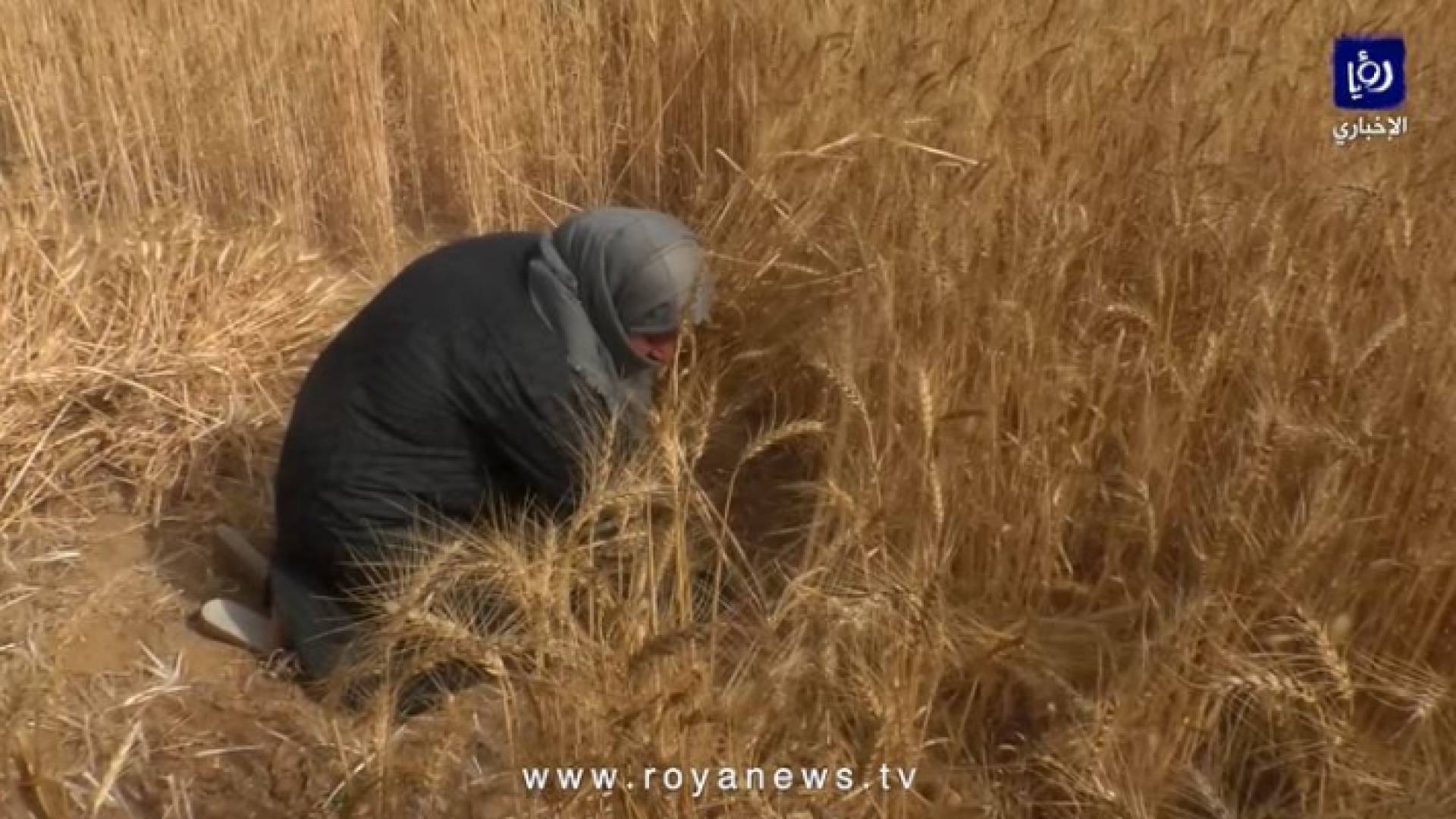 بدء موسم حصاد القمح والشعير في غزة