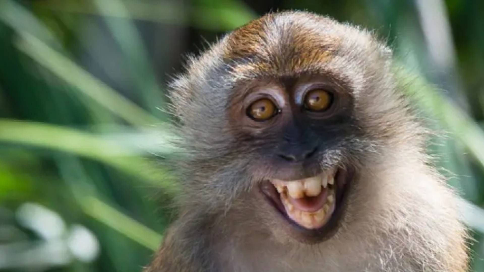 قرد - تعبيرية