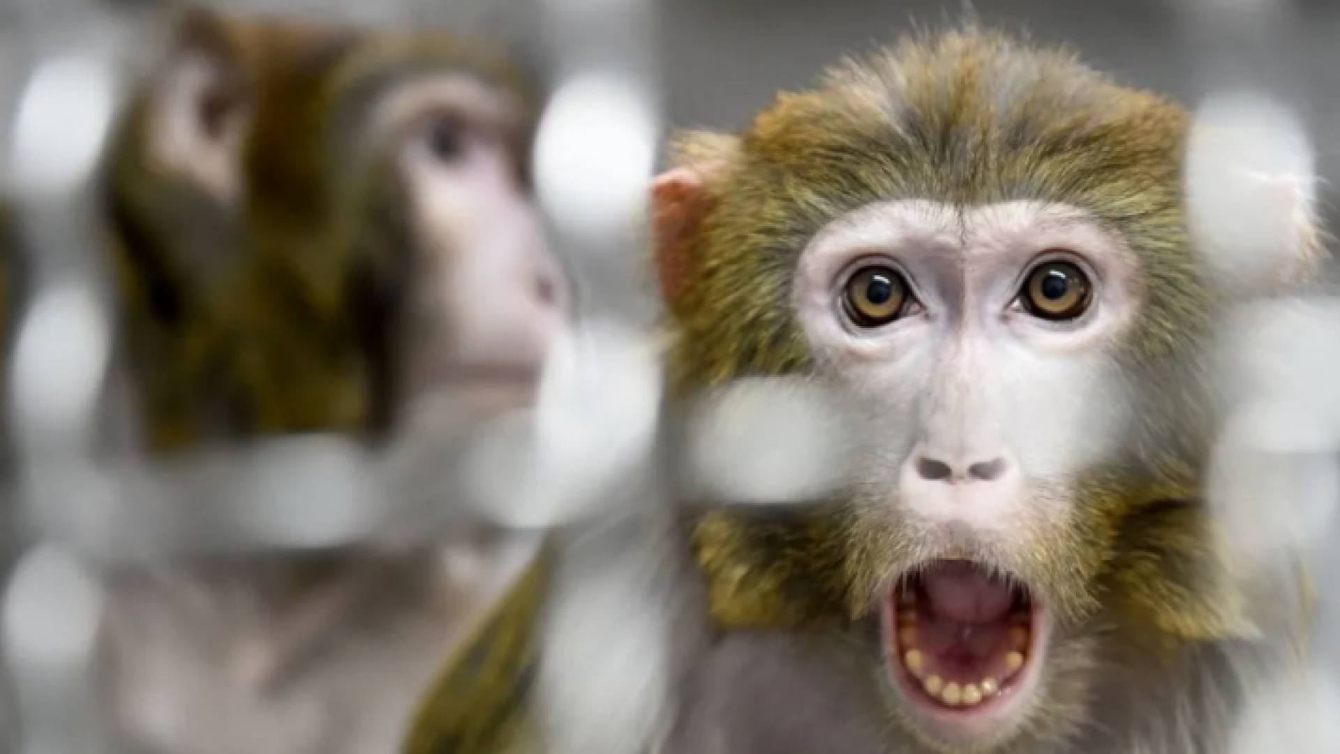 قرد - تعبيرية