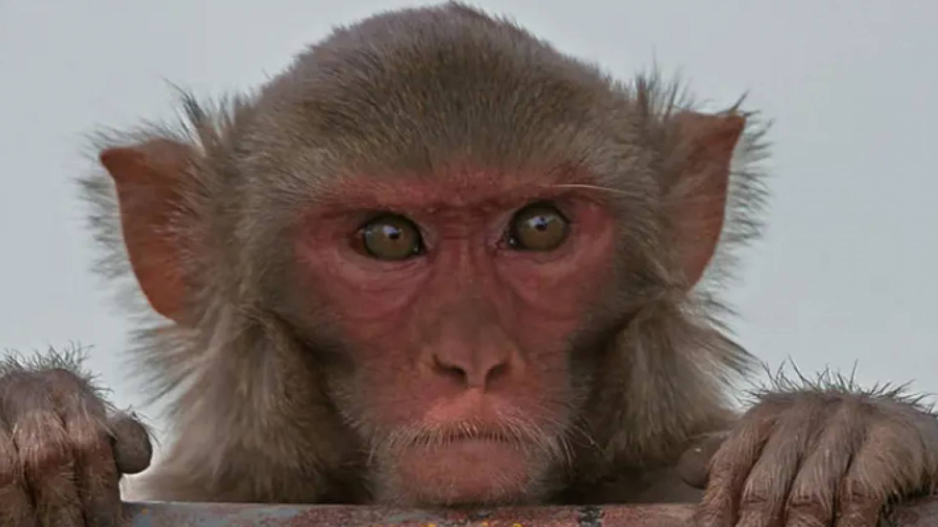 قرد - تعبيرية